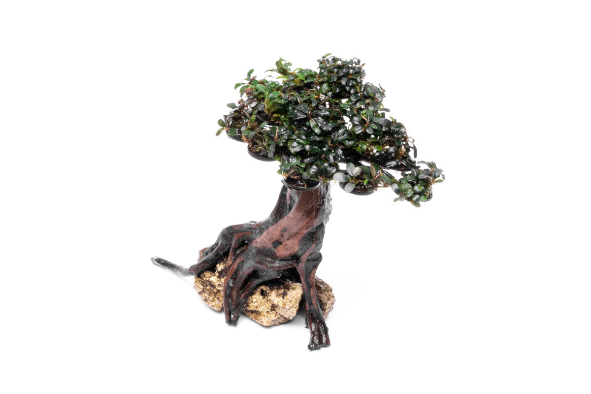 Bucephalandra Bonsai Tree - Live Aquatic Plant for Aquascaping | Perfect for Fish Tanks, Aquariums & Terrariums | Low Maintenance Freshwater Plant Decor