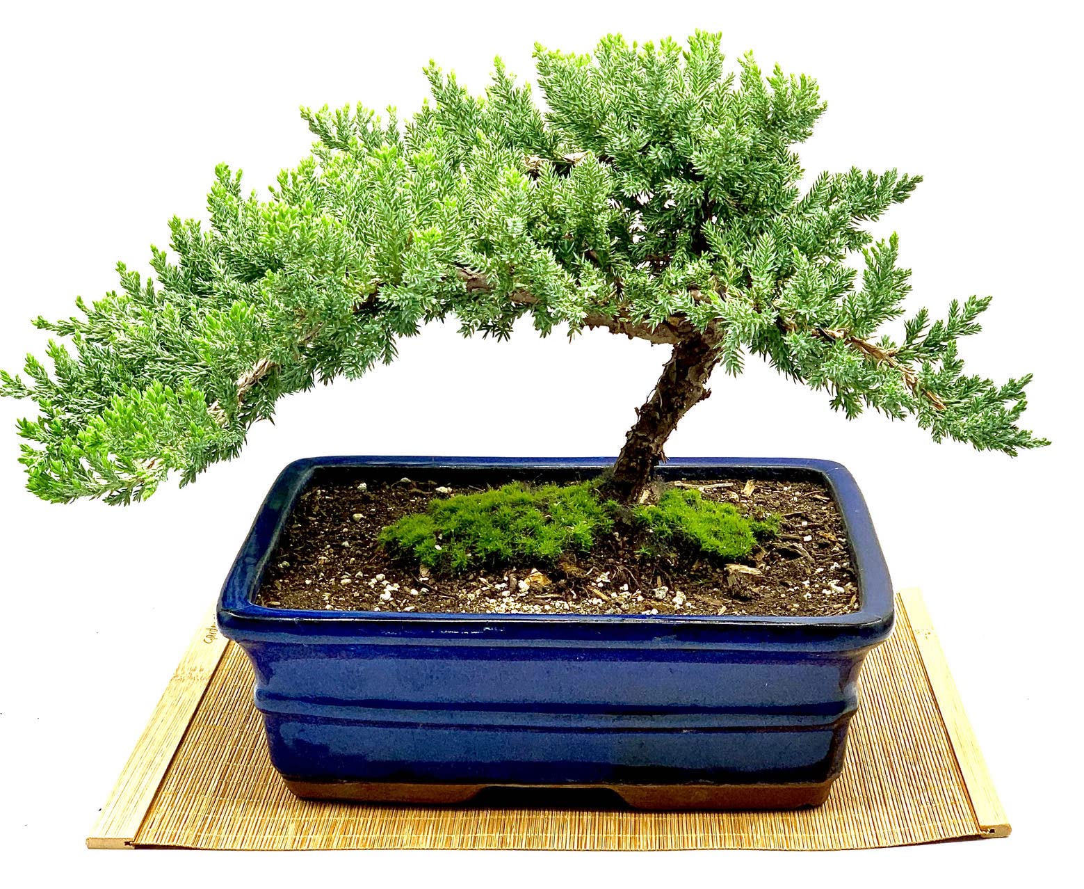 Live Dwarf Juniper Bonsai Tree - Indoor & Outdoor Potted Plant | 100% Handcrafted Miniature Tree | Perfect Home & Office Decor | Unique Holiday Gift Idea (XL Size) | Great for Zen Gardens, Desk Decor & Housewarming Presents