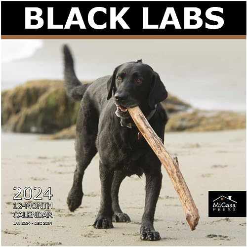 08 - Black Labs