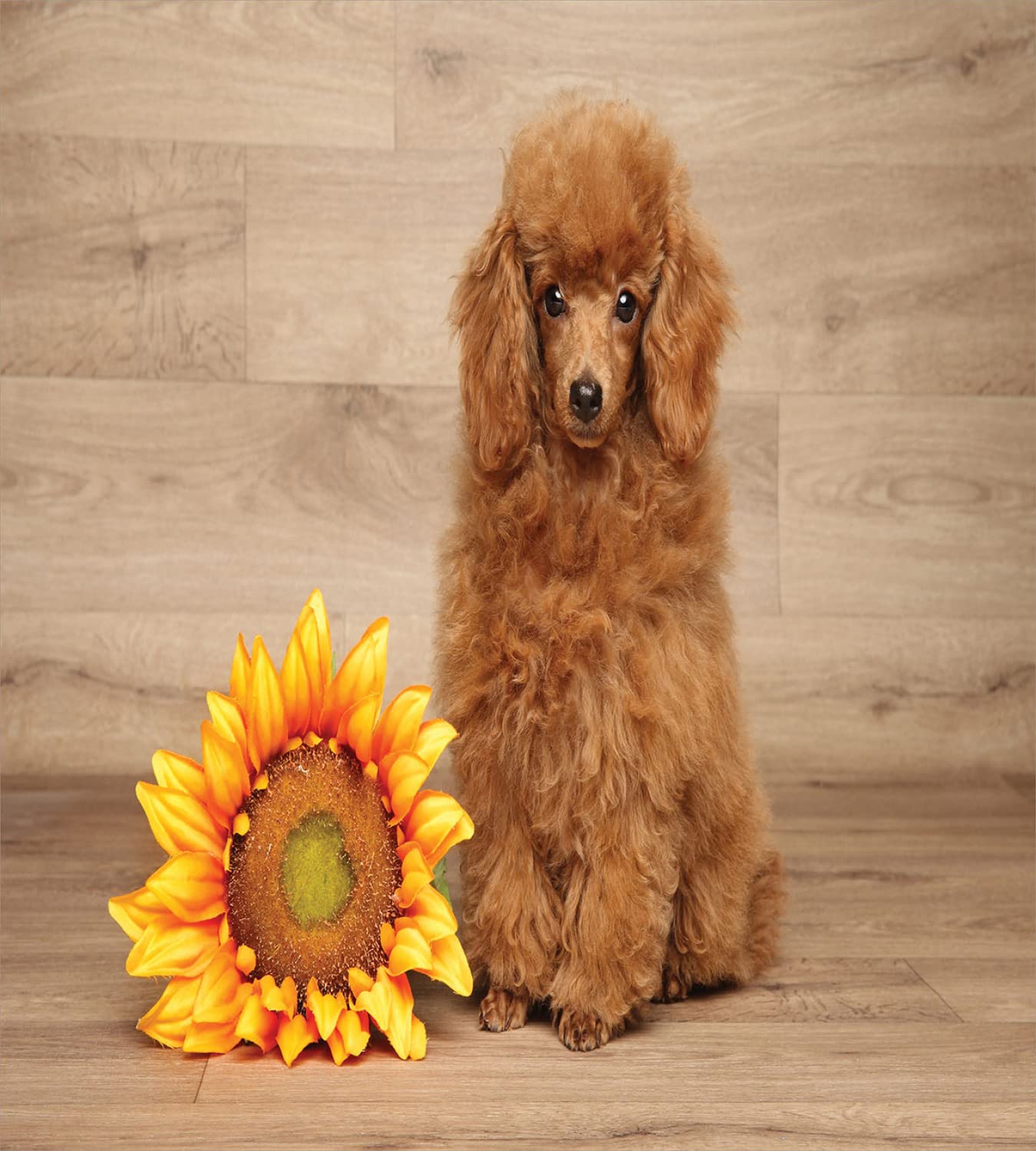 Ambesonne Poodle Duvet Cover Set - King Size 2-Piece Set with Sunflower & Dog Design on Wooden Background, Includes 2 Duvet Covers & 4 Pillowcases in Pale Brown Marigold - Perfect for Dog Lovers' Bedroom Decor & Cozy Home Styling