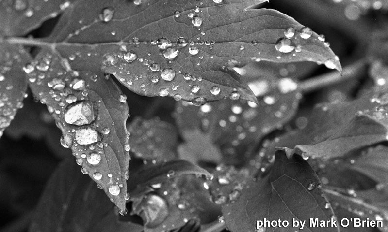 Film Photography Project 35mm Black & White Film - Jekyll/Hyde 100 ISO (1 Roll) for Vintage Camera & Street Photography