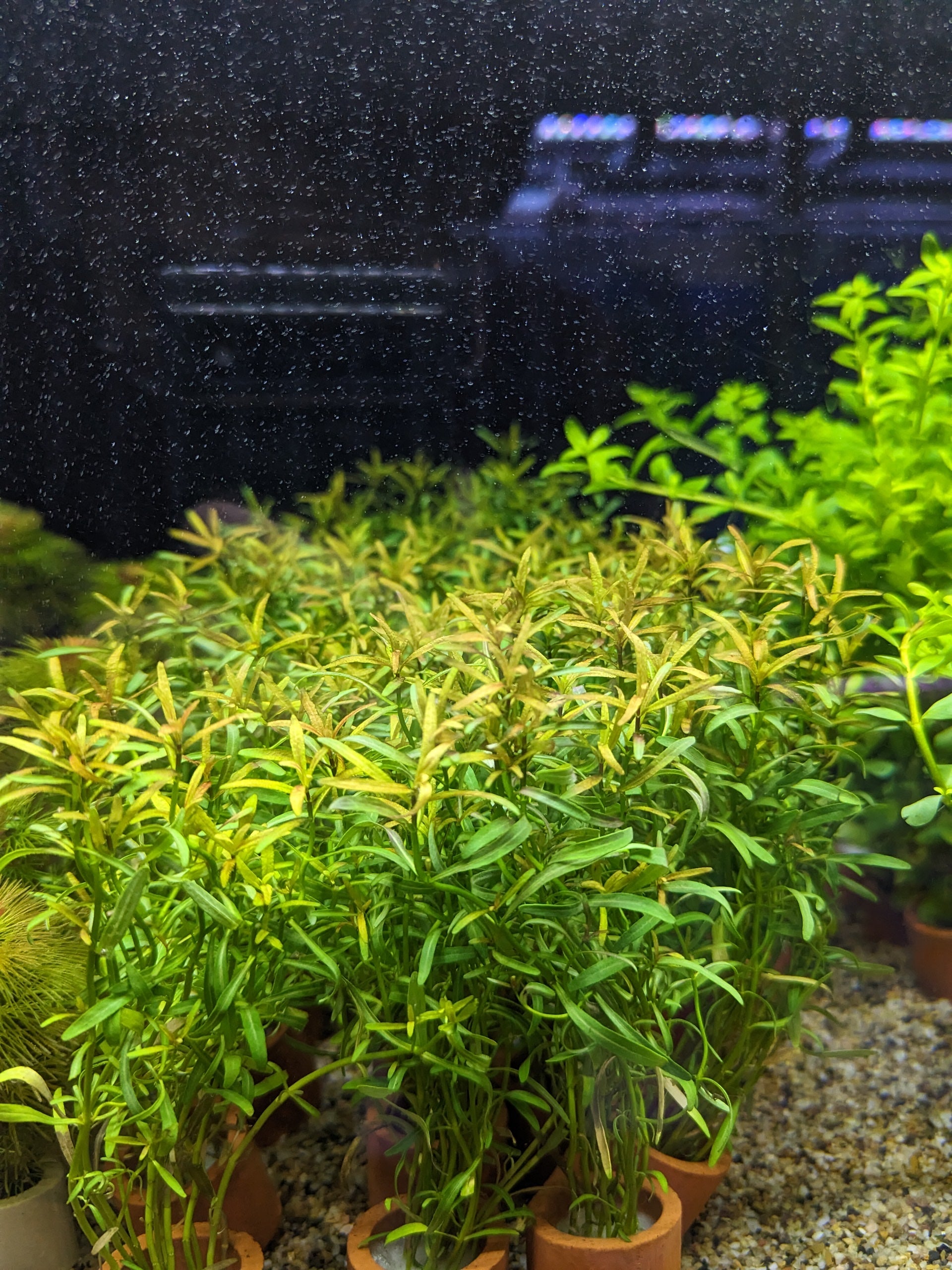 TCulture Rotala Red Cross Aquatic Plant (Pot) - Perfect for Freshwater Aquariums, Fish Tanks & Aquascaping