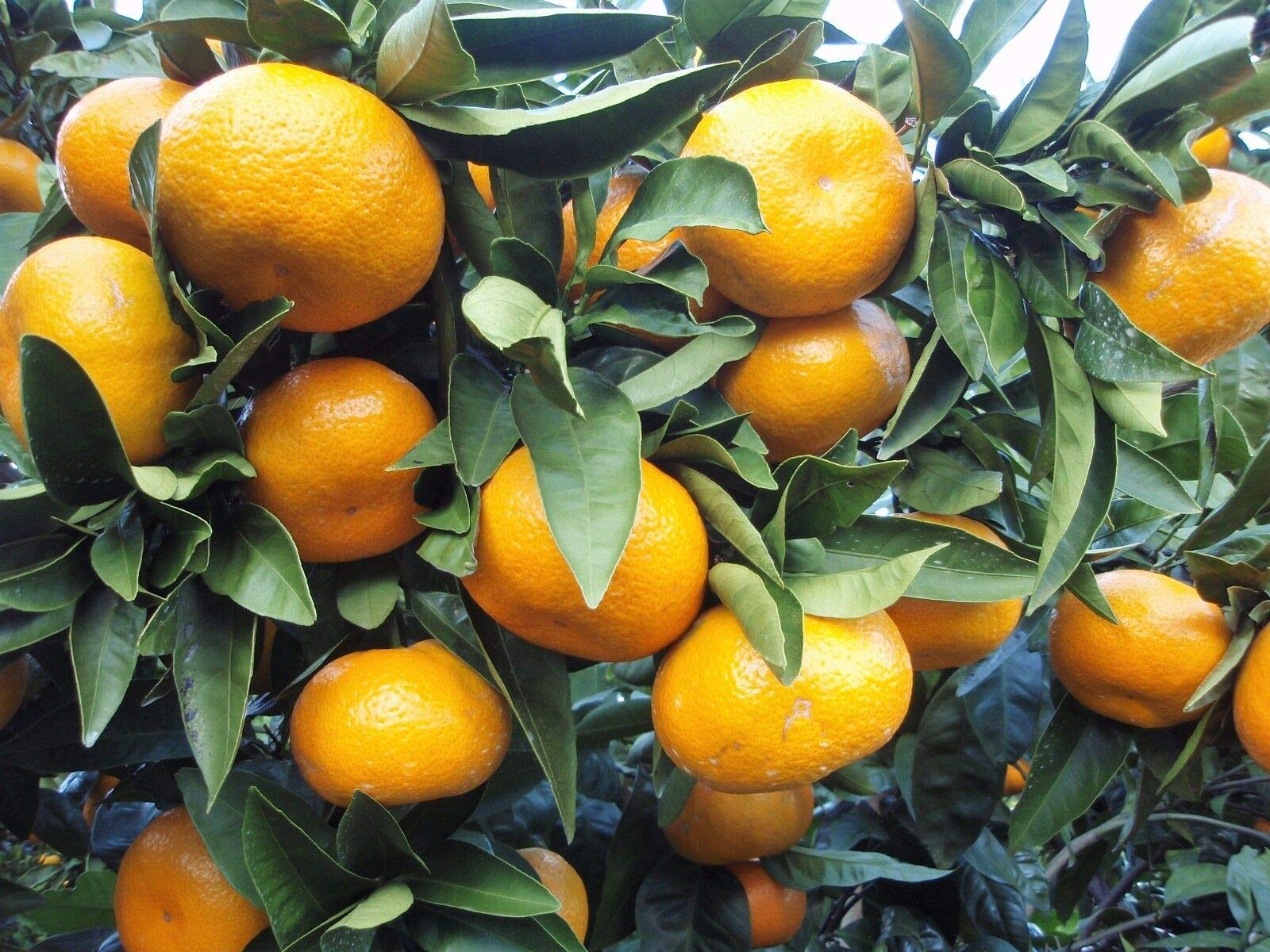 Tangerine Mandarin Orange Citrus Fruit Tree Seeds - Non-GMO, 20 Seeds for Planting - Grow Your Own Sweet & Juicy Oranges at Home | Perfect for Gardens, Patios & Indoor Pots