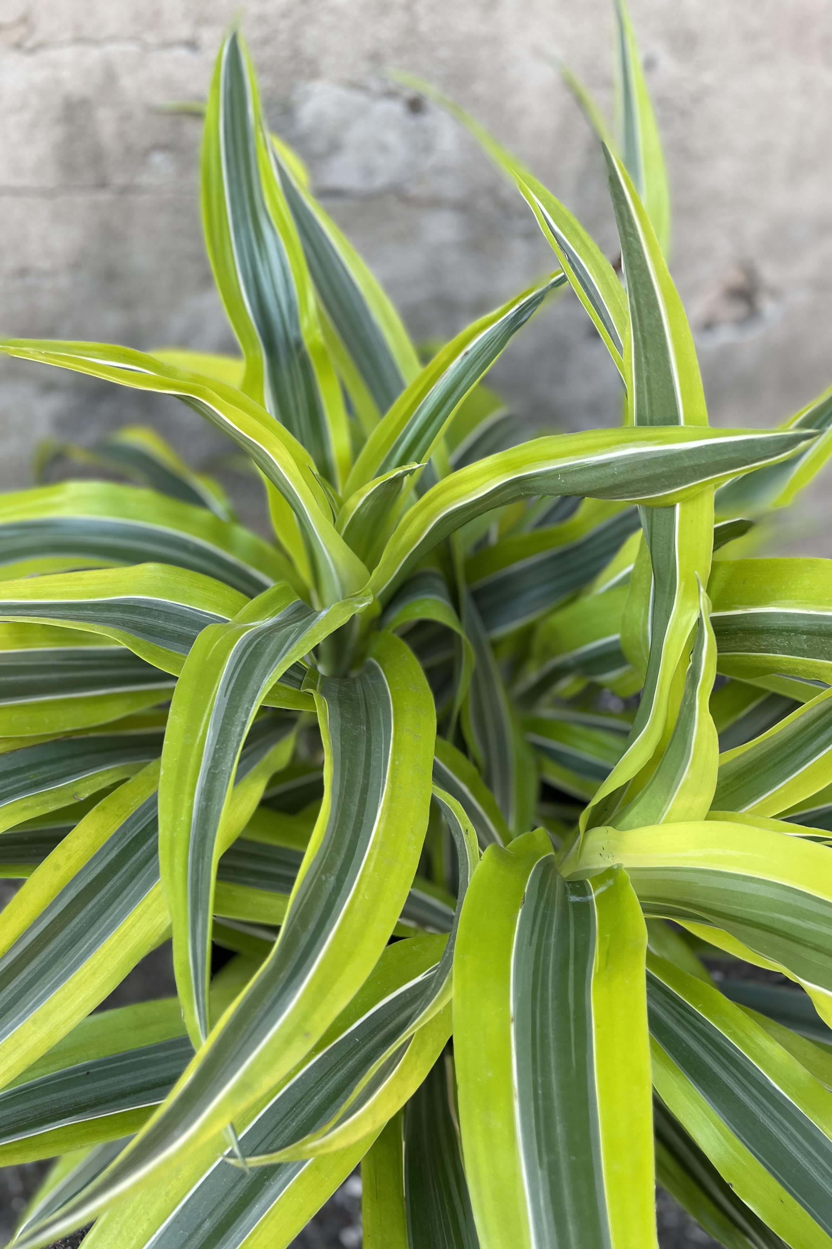 Lemon Lime Dracaena Deremensis - 10