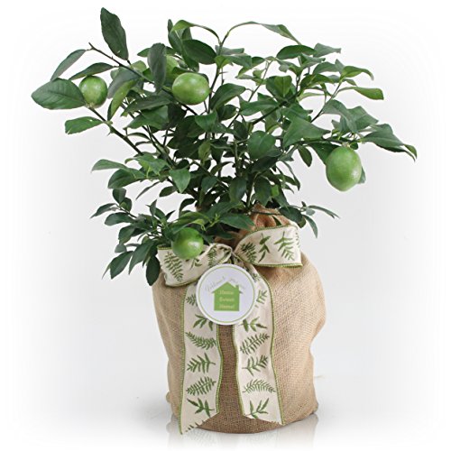 HOUSEWARMING GREEN