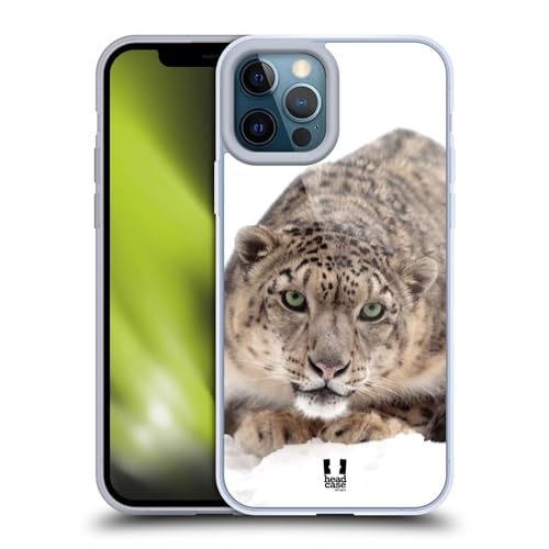 Snow Leopard On Ice