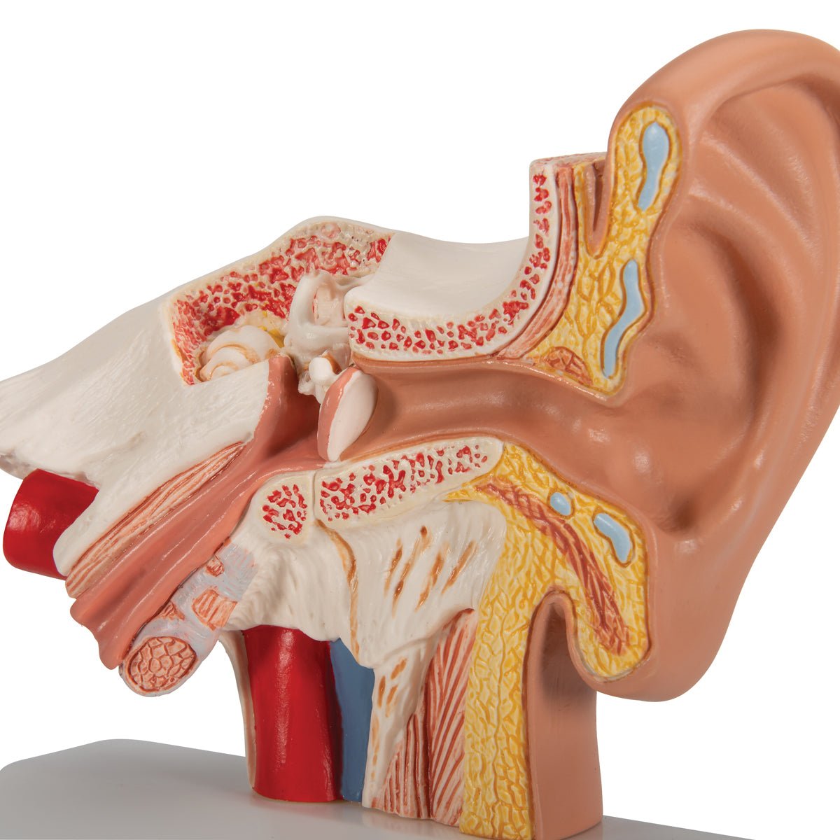 1.5x Life Size Human Ear Anatomy Model - Detailed Desktop Display for Medical Students & Science Education | Perfect for Classrooms, Labs & Study