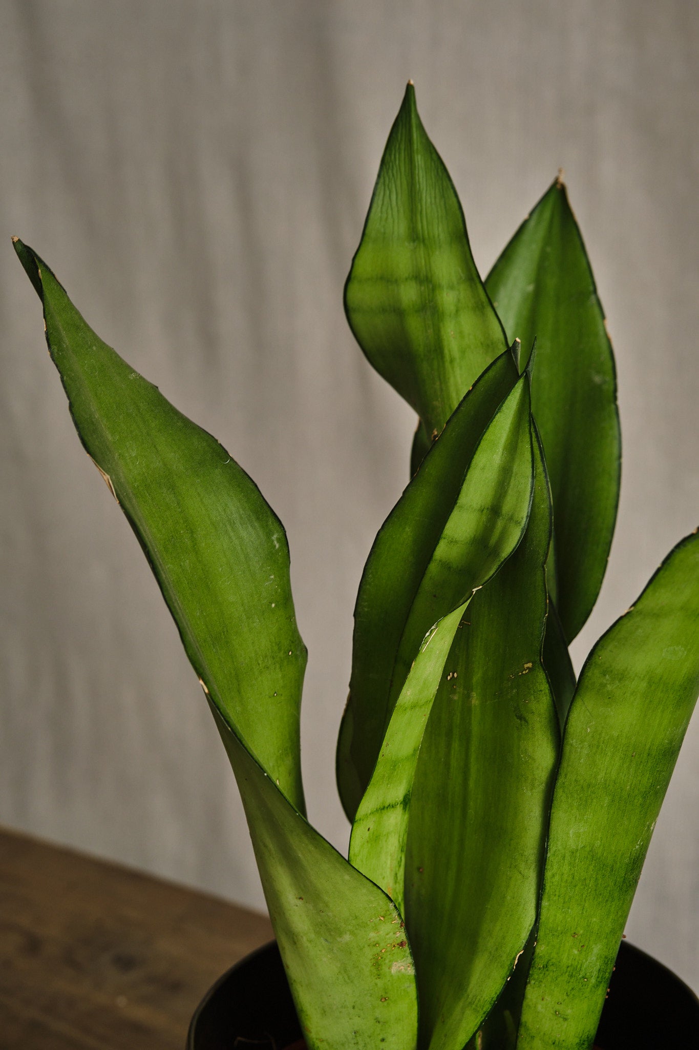 Sansevieria Moonshine Snake Plant - Low Light Indoor Houseplant for Home, Office, and Bedroom Decor - Air Purifying and Easy Care Succulent