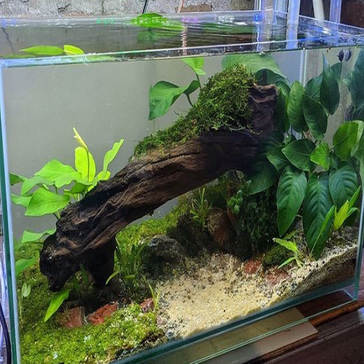 Anubias Barteri Broad Leaf Live Aquarium Plants - Freshwater Fish Tank Decorations - Aquatic Plants for Aquascaping & Shrimp Tanks - 3 Days Live Guaranteed - Perfect for Low Light Aquariums & Beginner Planted Tanks