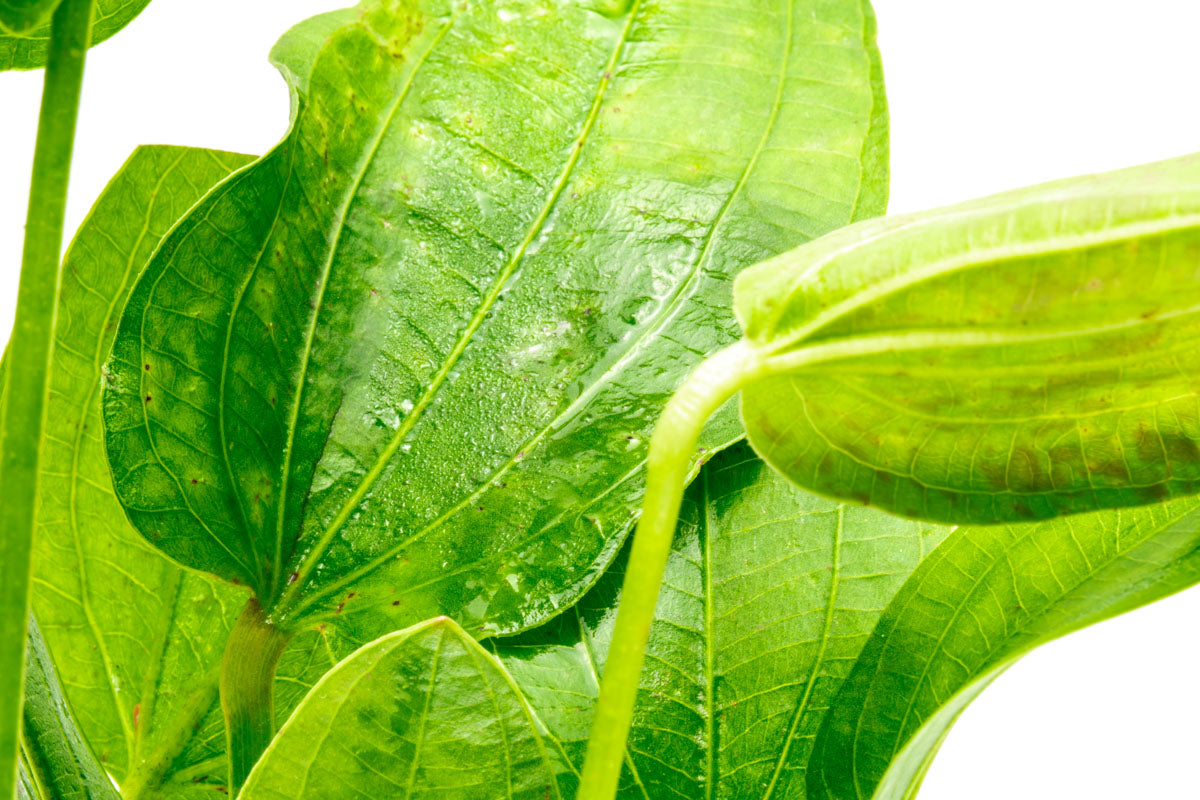 Echinodorus Tiger Green Aquatic Plant - Live Freshwater Aquarium Plant for Fish Tanks, Ponds & Aquascaping | Perfect for Beginners & Planted Aquariums