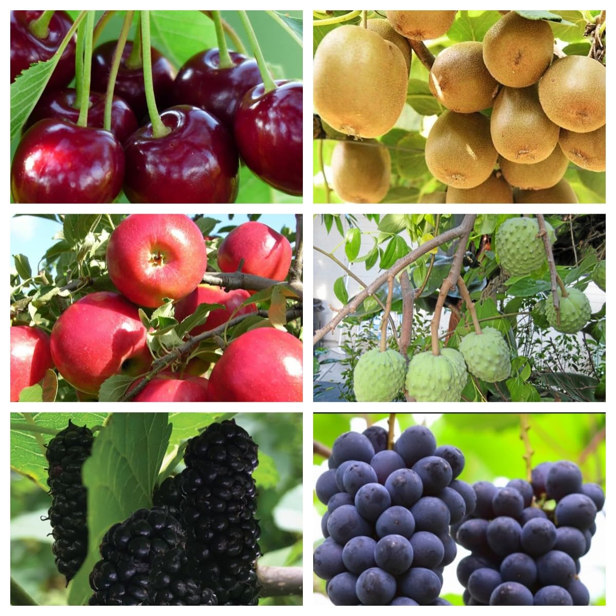 Non-GMO Mixed Fruit Seeds for Planting - 100 Grape, 100 Apple, 100 Kiwi, 100 Cherimoya, 10 Mulberry, 20 Cherry Seeds - Fresh Home Garden Seeds for DIY Planting, Backyard Orchard & Indoor Gardening