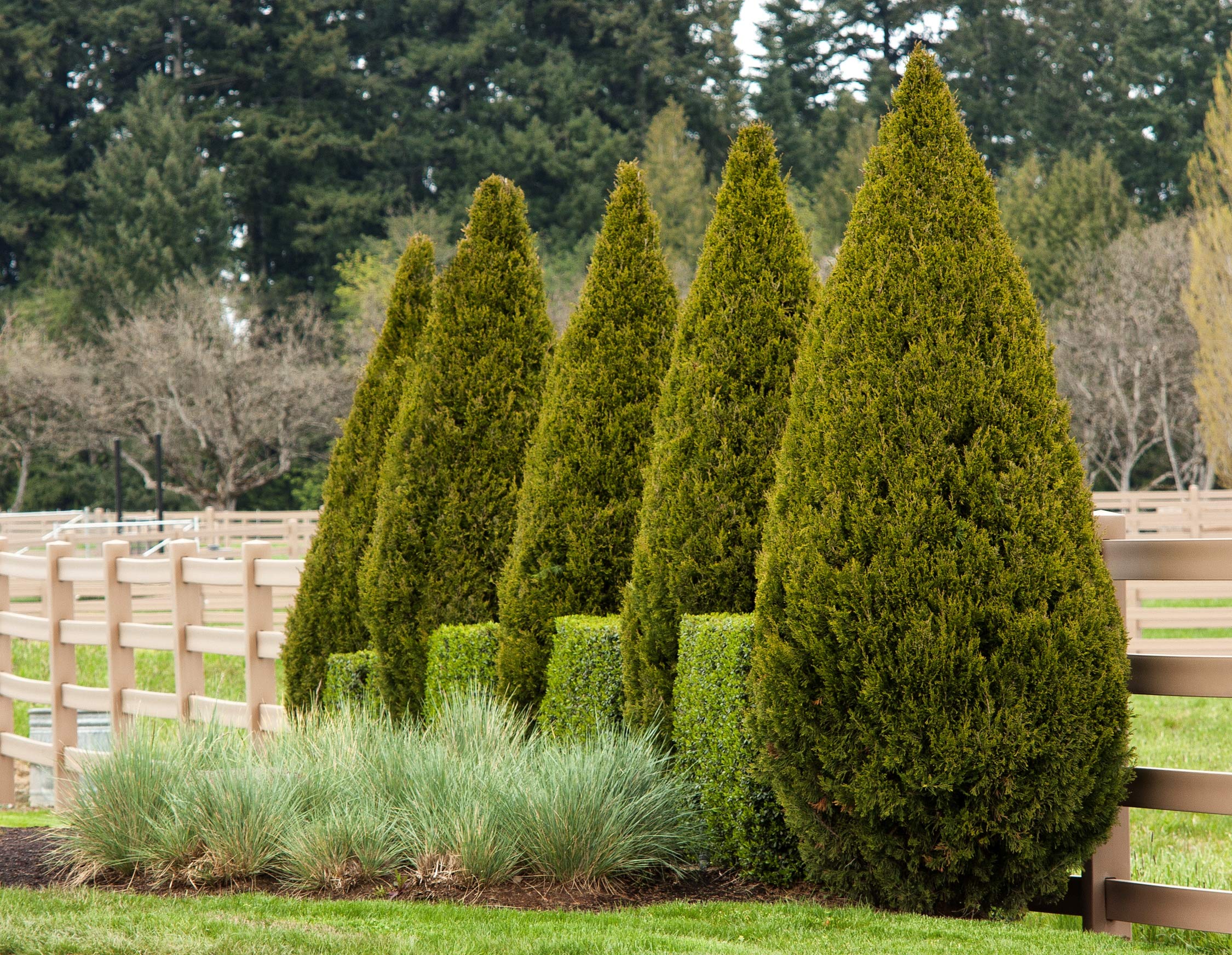 30 Live Spartan Juniper Trees (Juniperus Chinensis) - Fast-Growing Evergreen for Privacy Hedges, Landscaping & Windbreaks