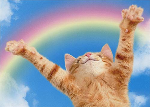 Avanti Press Kitten Rainbow Funny Cat Congratulations Greeting Card - Perfect for Birthdays, Graduations & Special Occasions