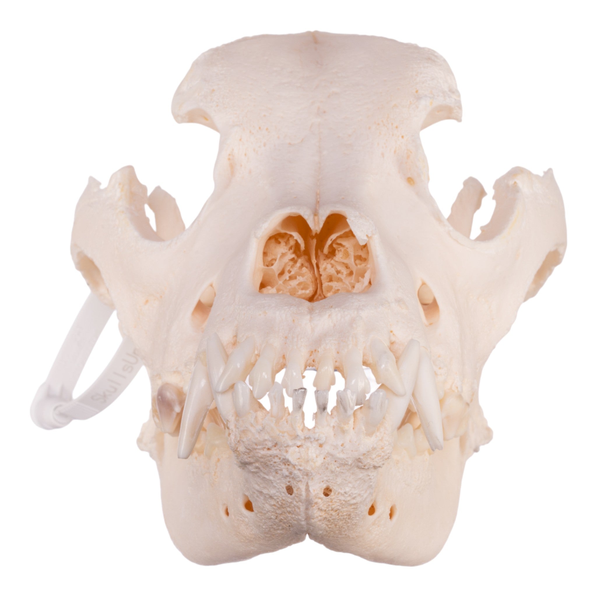 Authentic Domestic Dog Skull Replica - Mastiff Breed - Perfect for Veterinary Studies, Halloween Decor & Taxidermy Collections