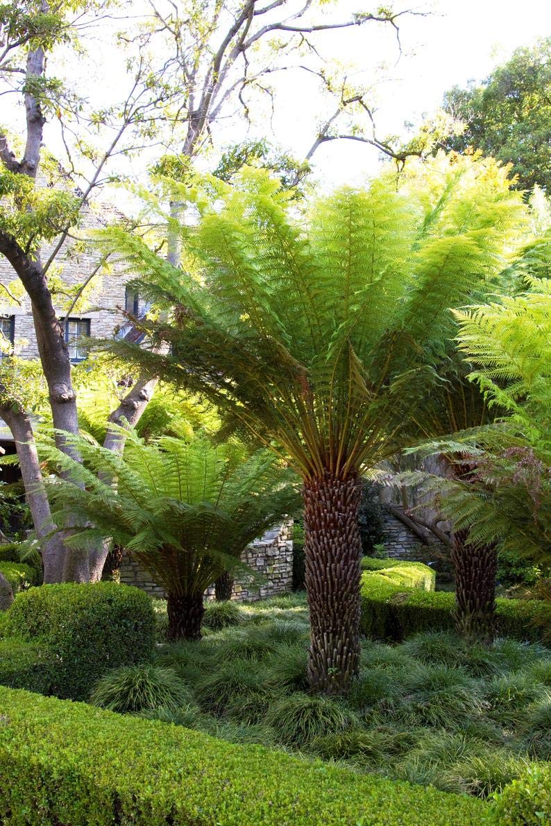Live Tasmanian Tree Fern (Dicksonia Antarctica) - Hardy Indoor/Outdoor Fern Plant for Shade Gardens & Tropical Landscaping