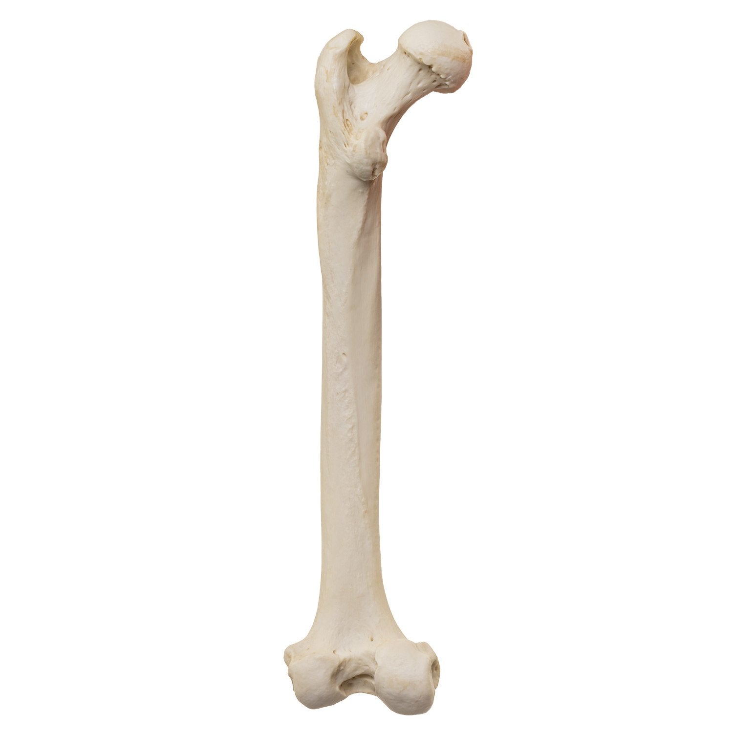 Authentic Replica Male Chimpanzee Pelvis and Femur Bone Model - Perfect for Anatomy Study, Biology Classroom Teaching & Science Education Display