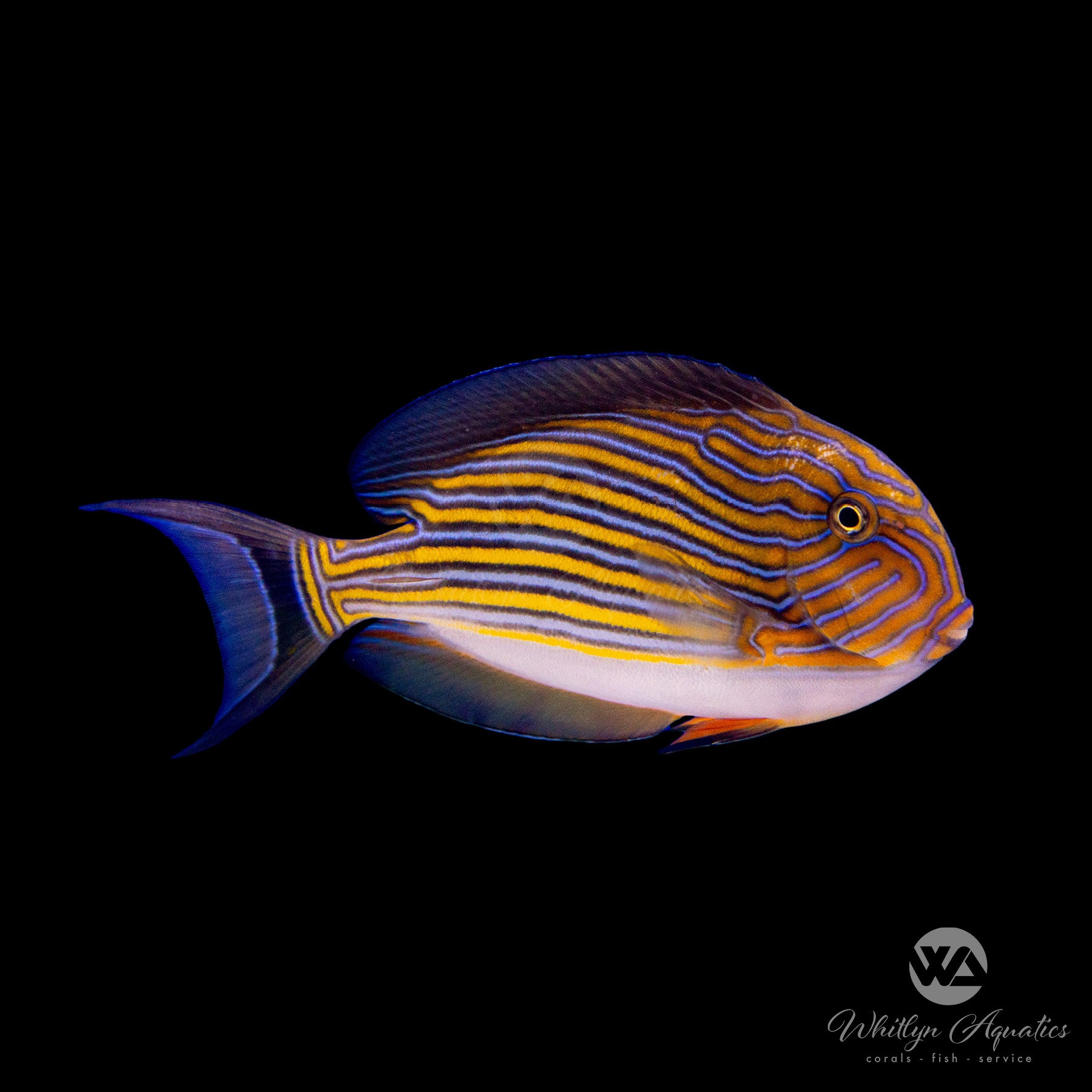 Clown Tang Fish (Acanthurus lineatus) - Saltwater Aquarium Fish for Reef Tanks & Marine Aquariums