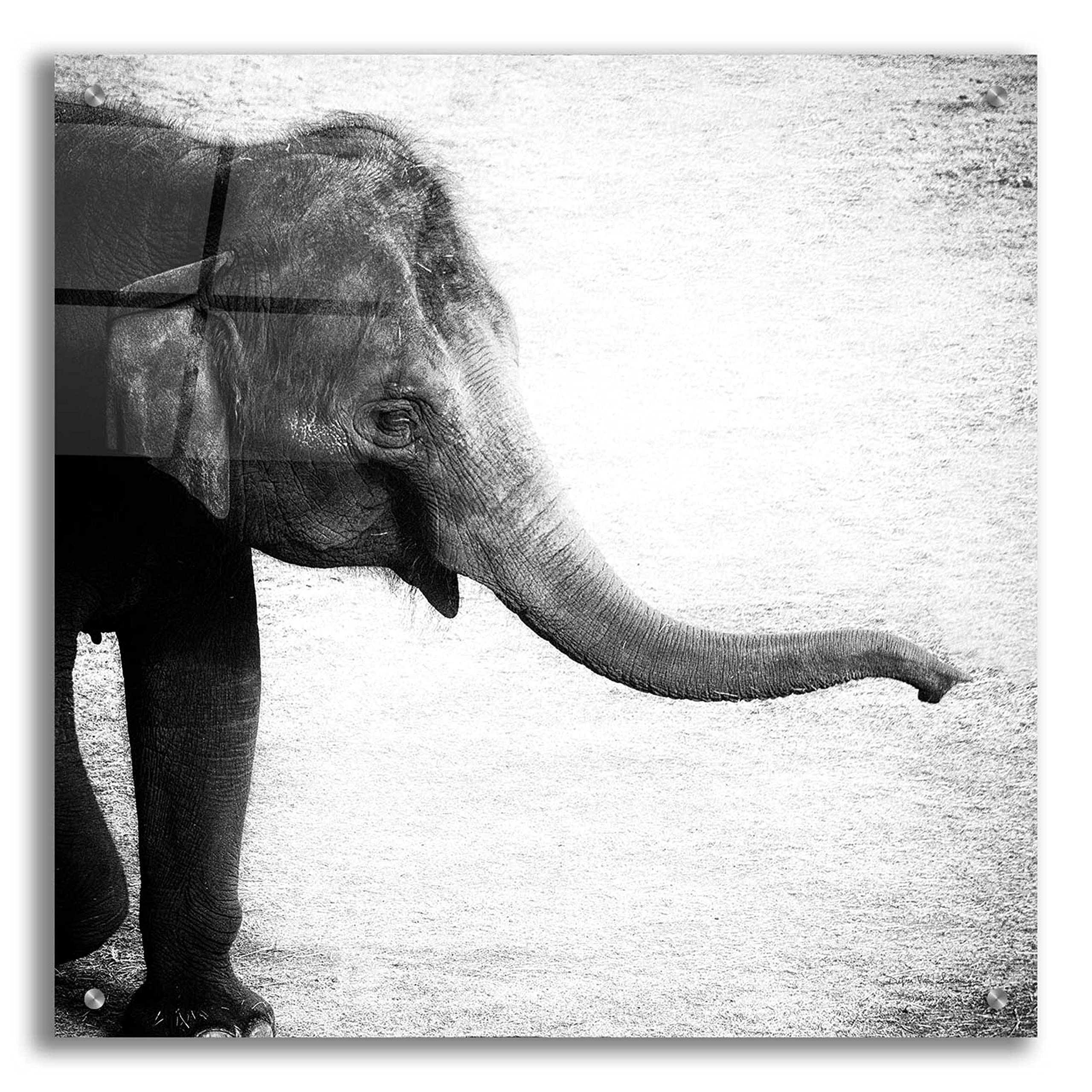 Debra Van Swearingen 'Elephant II' Acrylic Glass Wall Art - 24x24 Inch Modern Abstract Animal Painting for Living Room, Bedroom & Office Decor