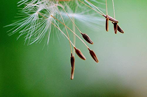 20x30 Inch Laminated Dandelion Seeds Close-Up Nature Poster - Vibrant Colors & High-Quality Print - Perfect for Home, Office, or Classroom Decor
