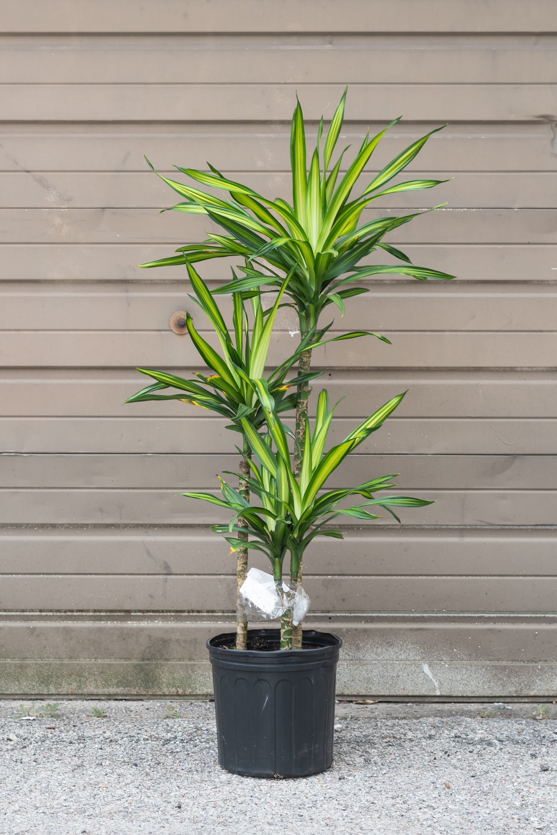 Dracaena 'Rikki' 10