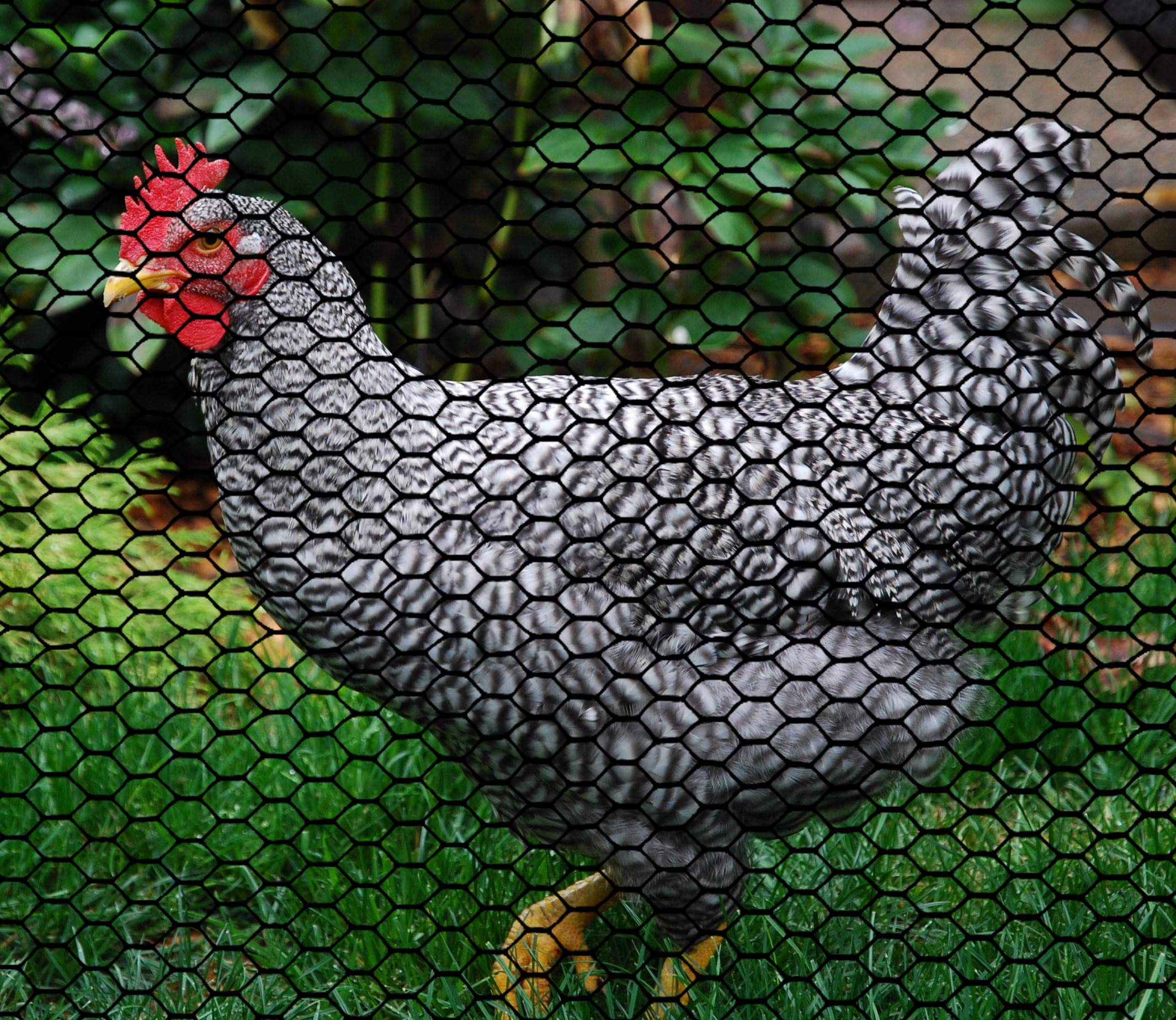 Boen 4' x 100' Black Plastic Hexagonal Chicken Wire Mesh Roll - Durable Poultry Fencing for Temporary/Semi-Permanent Enclosures, Deer Protection & Construction Sites | Ideal for Garden Security, Animal Pens & DIY Projects