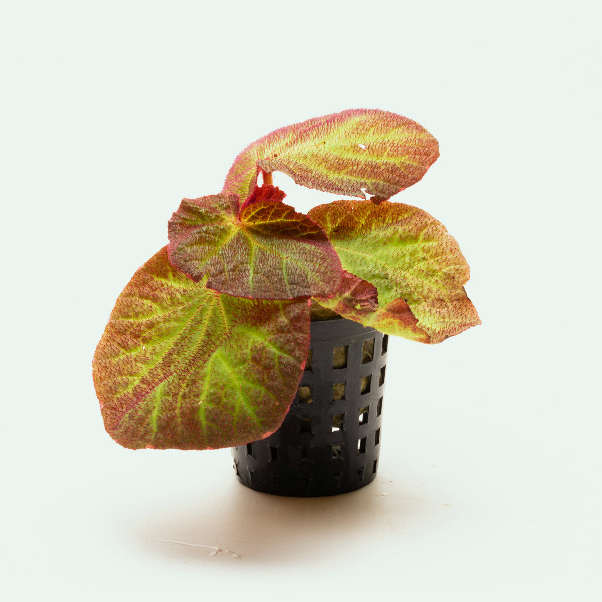 Begonia Soli Mutata - Rare Exotic Begonia Plant for Home & Garden Decor | Perfect for Indoor Houseplants, Office Spaces, and Tropical Landscaping