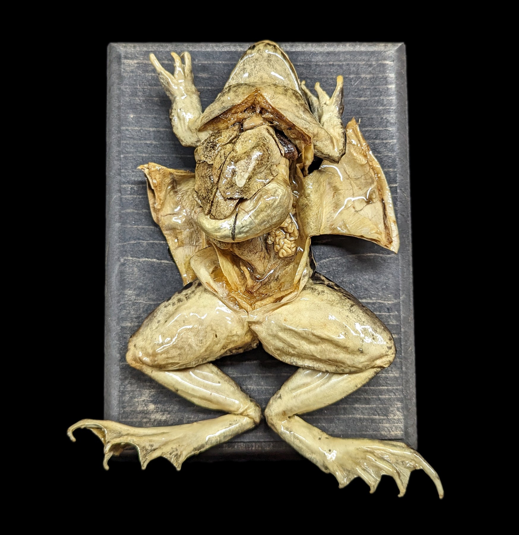 Dissected Frog Specimen - Realistic Biology Classroom Wall Mount for Science Education & Home Decor - Perfect for Labs, Schools, and Halloween Decor