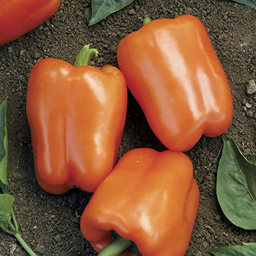 Orange Blaze Hybrid