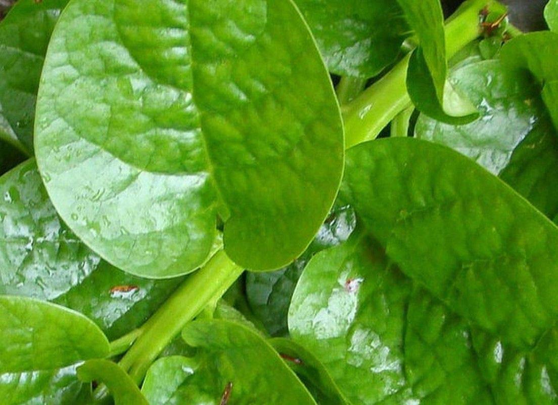 Organic Malabar Spinach Seeds (Green Stem Variety) - 200+ Non-GMO Heirloom Seeds for Home Gardening, Stir-Fry Cooking & Fresh Salads - Perfect for Vertical Gardens, Urban Farming & Healthy Eating