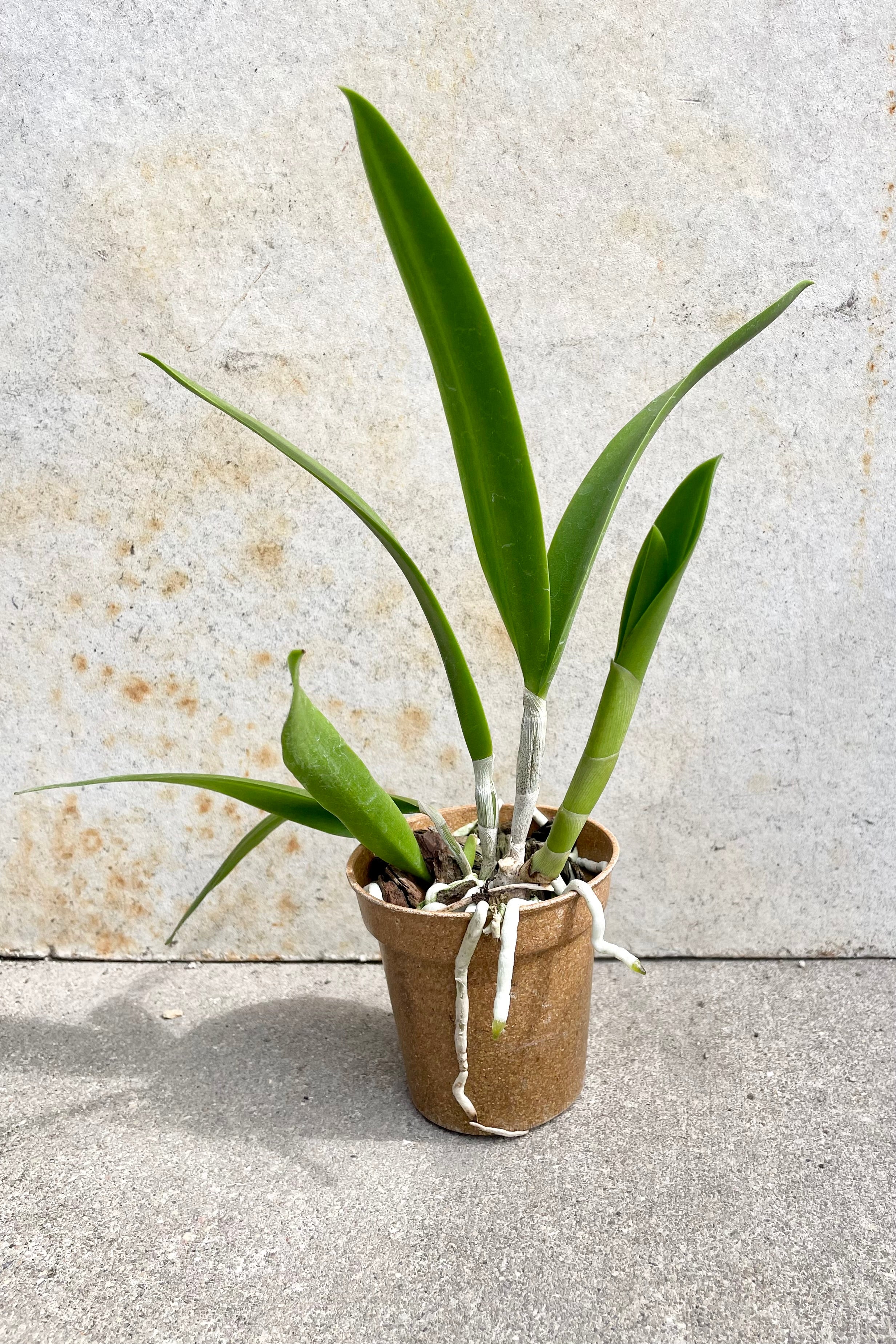 Brassavola Orchid 3.5