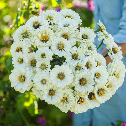 Zinnia Polar Bear Double Blooms All White Moon Memory Gardens (RFS) 100 Seeds - Premium Flower Seeds for Home Gardening, Landscaping & Wedding Decorations