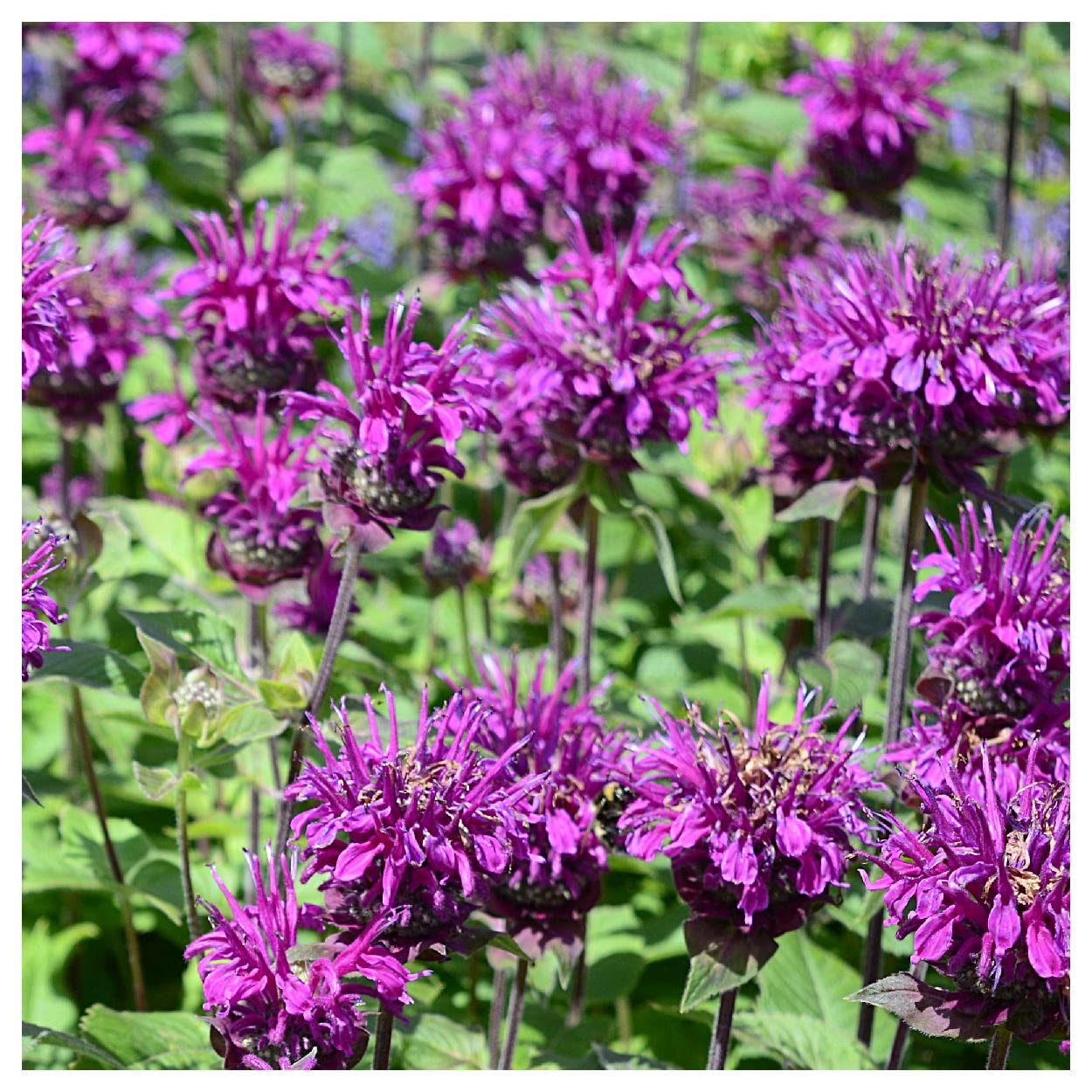 Everwilde Farms - 1750 Purple Bergamot Native Wildflower Seeds for Planting - Non-GMO, Pollinator-Friendly Flowers - Gold Vault Jumbo Seed Packet - Perfect for Butterfly Gardens, Landscaping & Wildlife Habitats