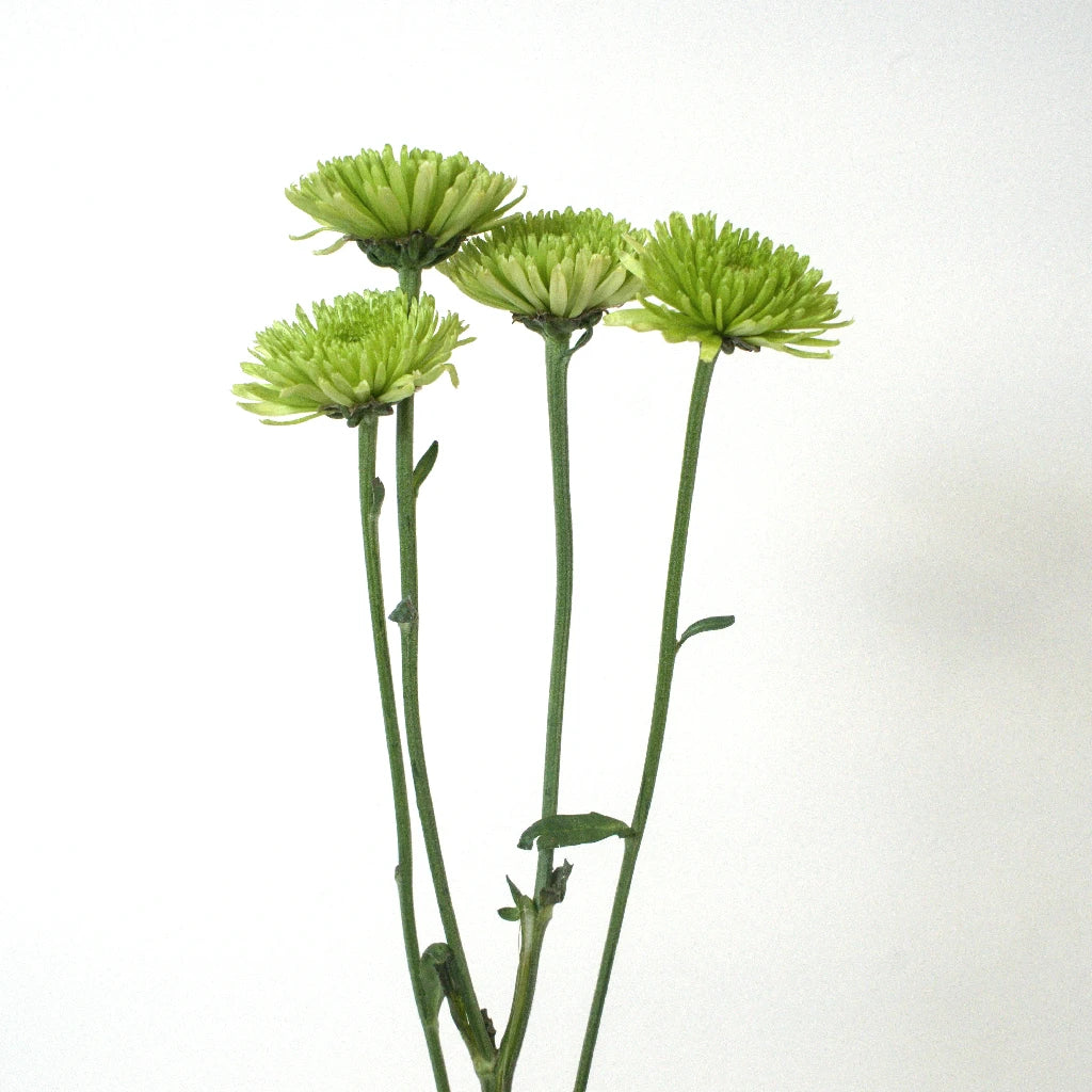 Fresh Avocado Green Novelty Chrysanthemum Flowers - Perfect for Home Decor, Wedding Bouquets & Garden Planting