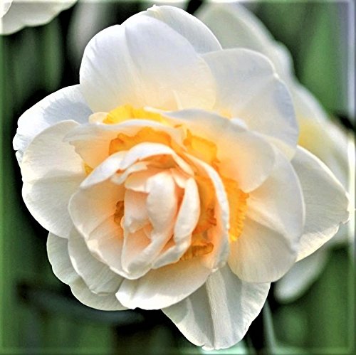 Fragrant White & Yellow Daffodil Bulbs - 10 Large Flower Bulbs (15-17cm) for Wedding Decor & Garden Planting