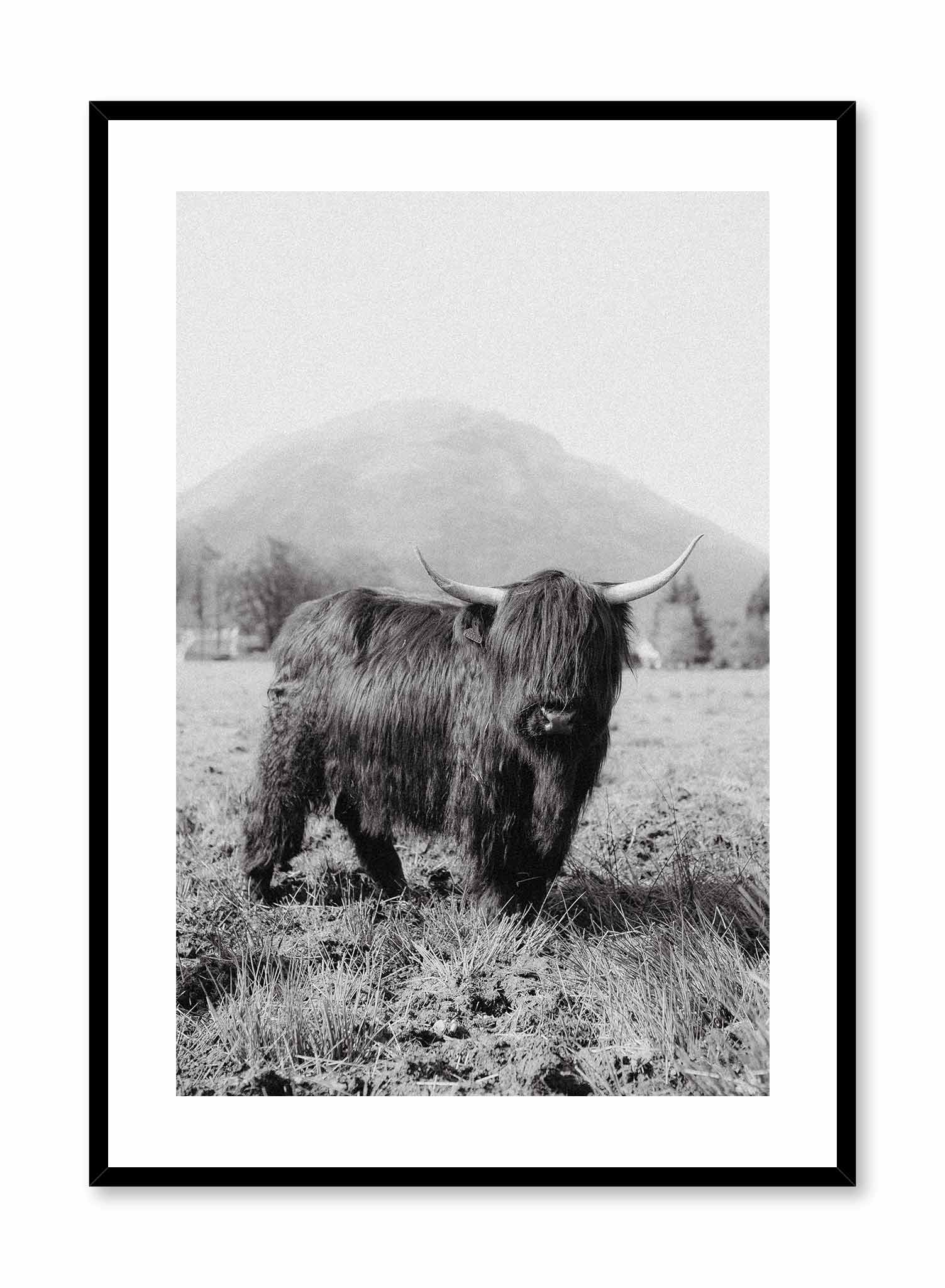 Highland Cow Poster - Stunning Wall Art Decor for Home, Office & Farmhouse - Perfect for Living Room, Bedroom & Country Style Spaces