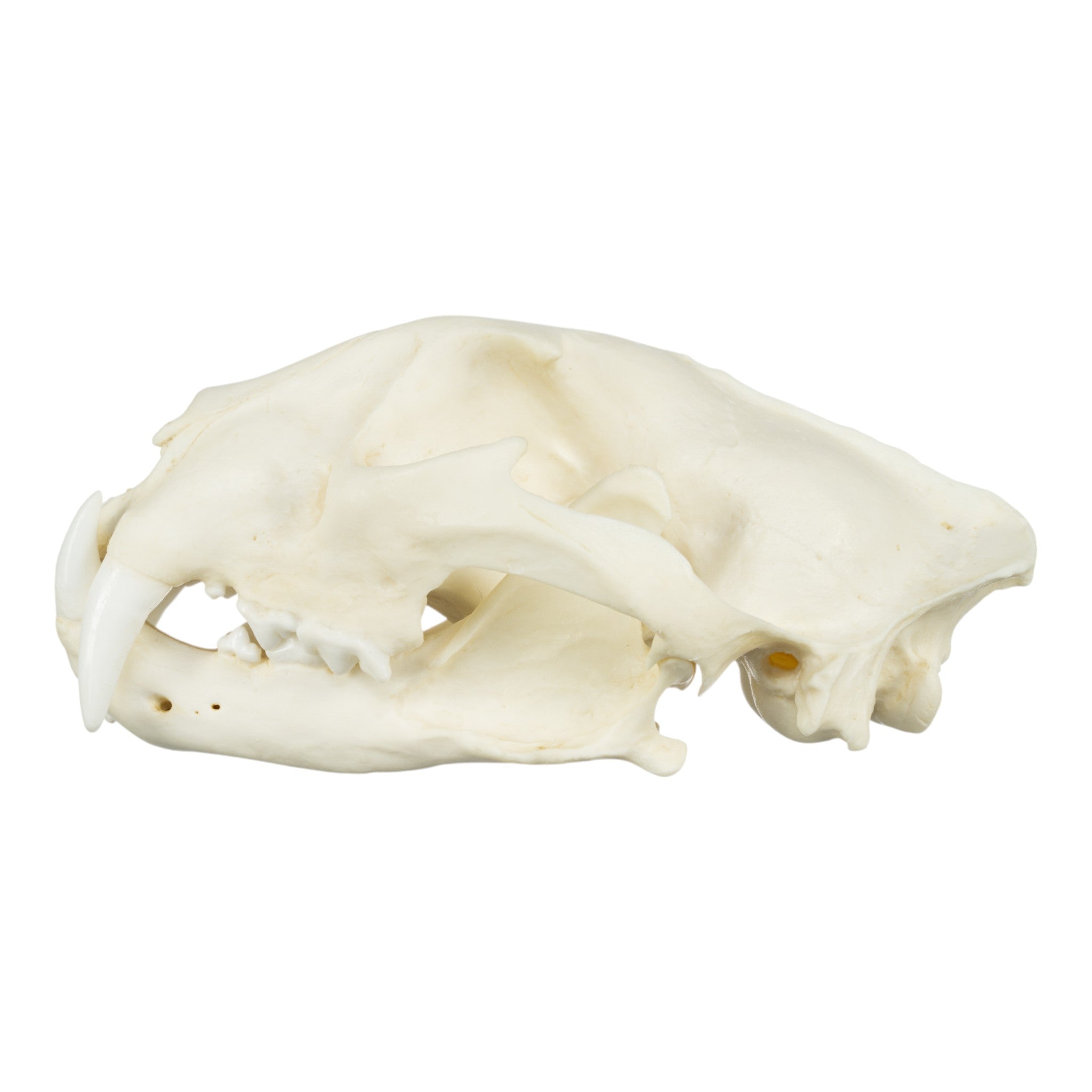 Authentic African Leopard Skull Replica - Premium Home Decor & Unique Gift for Wildlife Enthusiasts - Perfect for Safari-Themed Rooms, Hunting Lodges & Taxidermy Displays