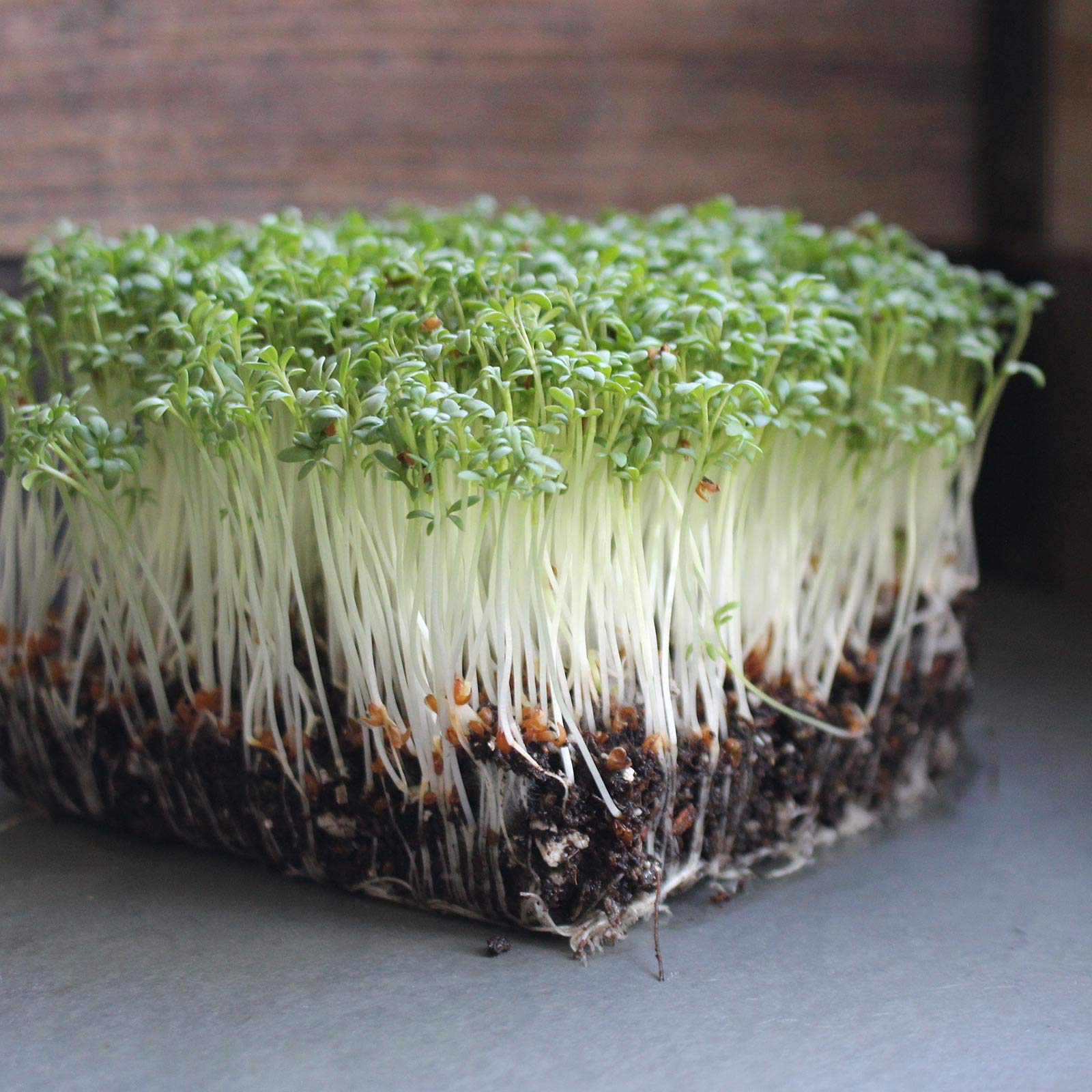 Organic Curled Cress Seeds 1 lb - Non-GMO Sprouting Seeds for Microgreens, Baby Salad Greens | Perfect for Home Gardening, Hydroponics & Healthy Salads