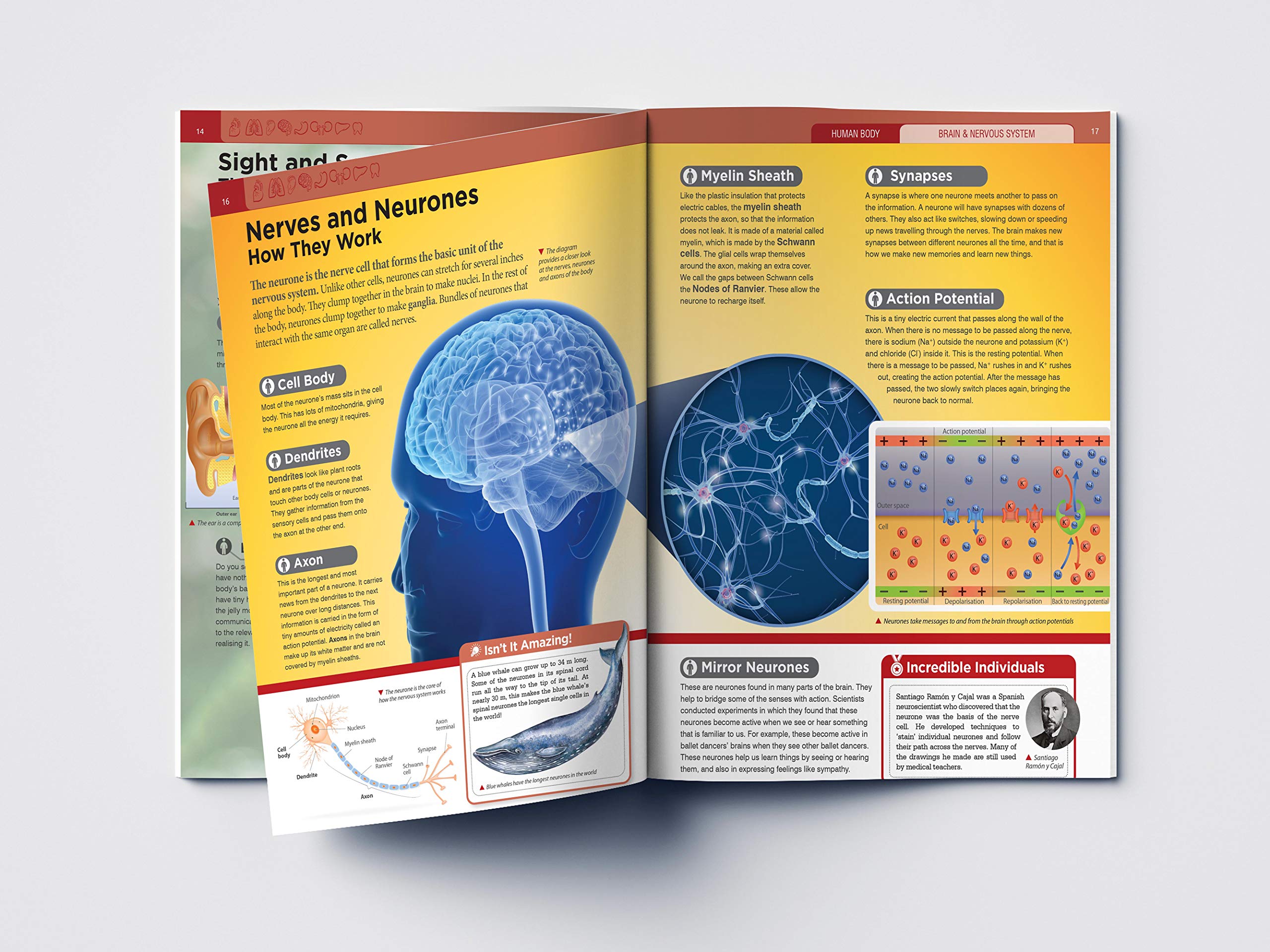 Human Body: Brain and Nervous System - Kids Educational Encyclopedia | Science Learning for Children | Perfect for Homeschooling & Classroom Use