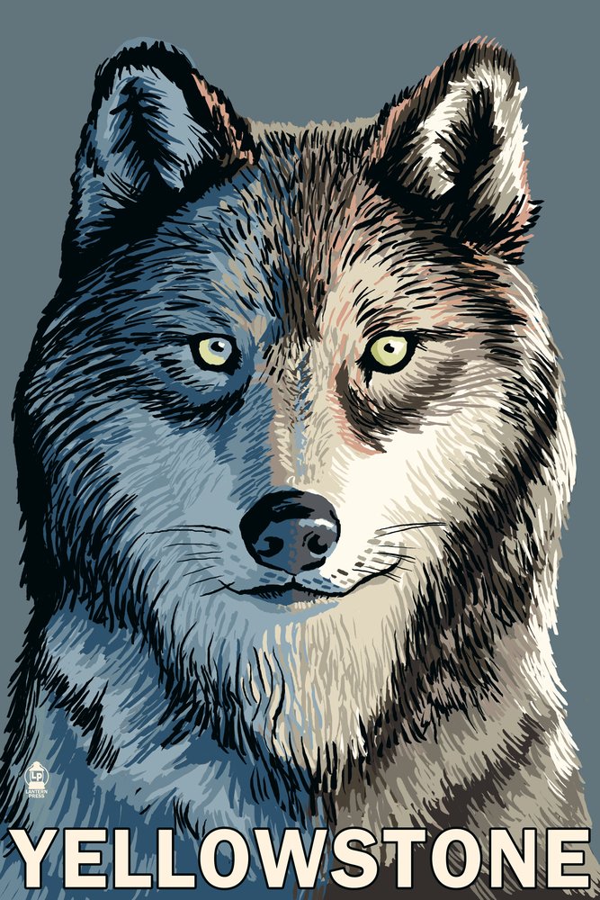 Lantern Press Wolf Up Close Yellowstone Art Print - 16x24 Wrapped Canvas Wall Decor for Living Room, Bedroom & Office - Nature Wildlife Photography Home Decor
