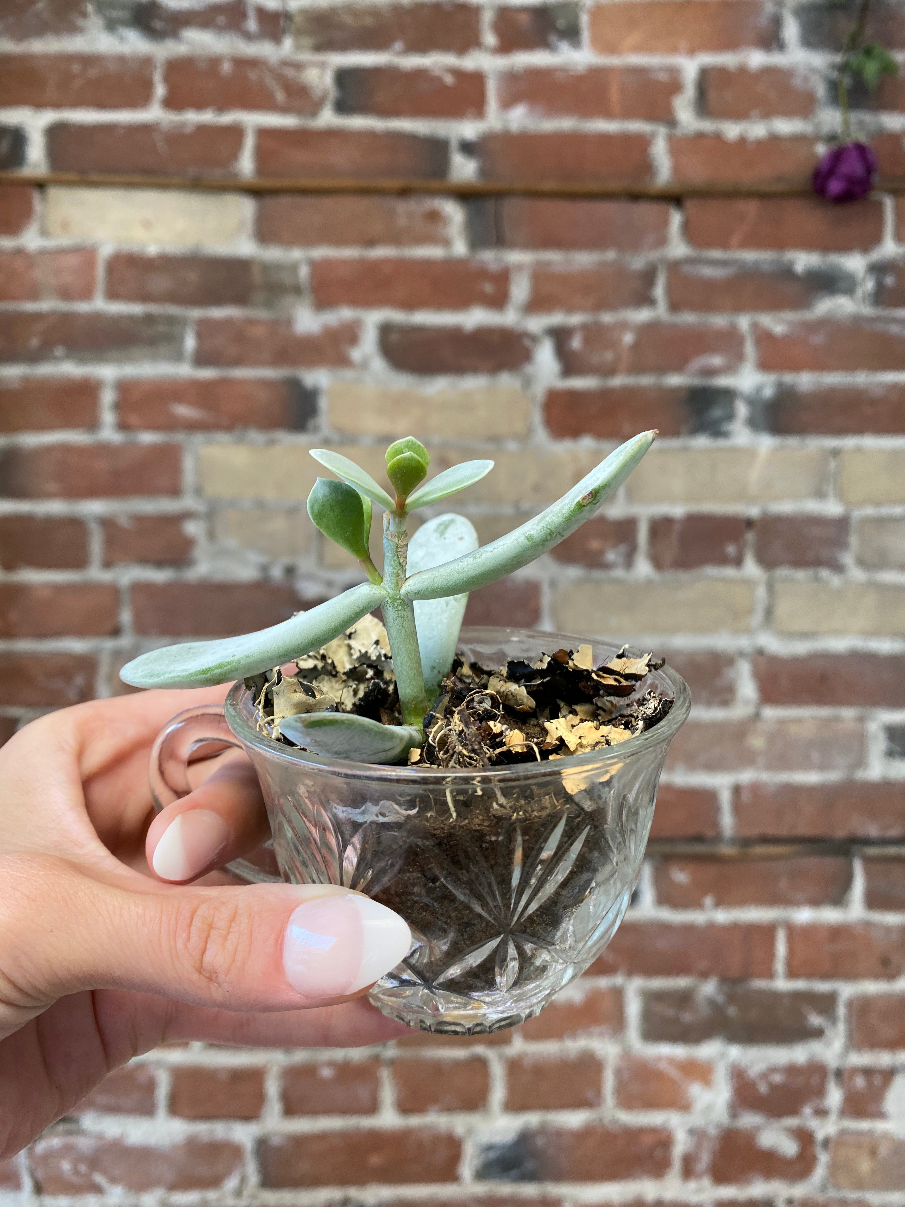 Succulent Teacup Planter - Small Ceramic Flower Pot for Cactus & Air Plants | Perfect for Windowsill Decor, Office Desk & Gift Ideas