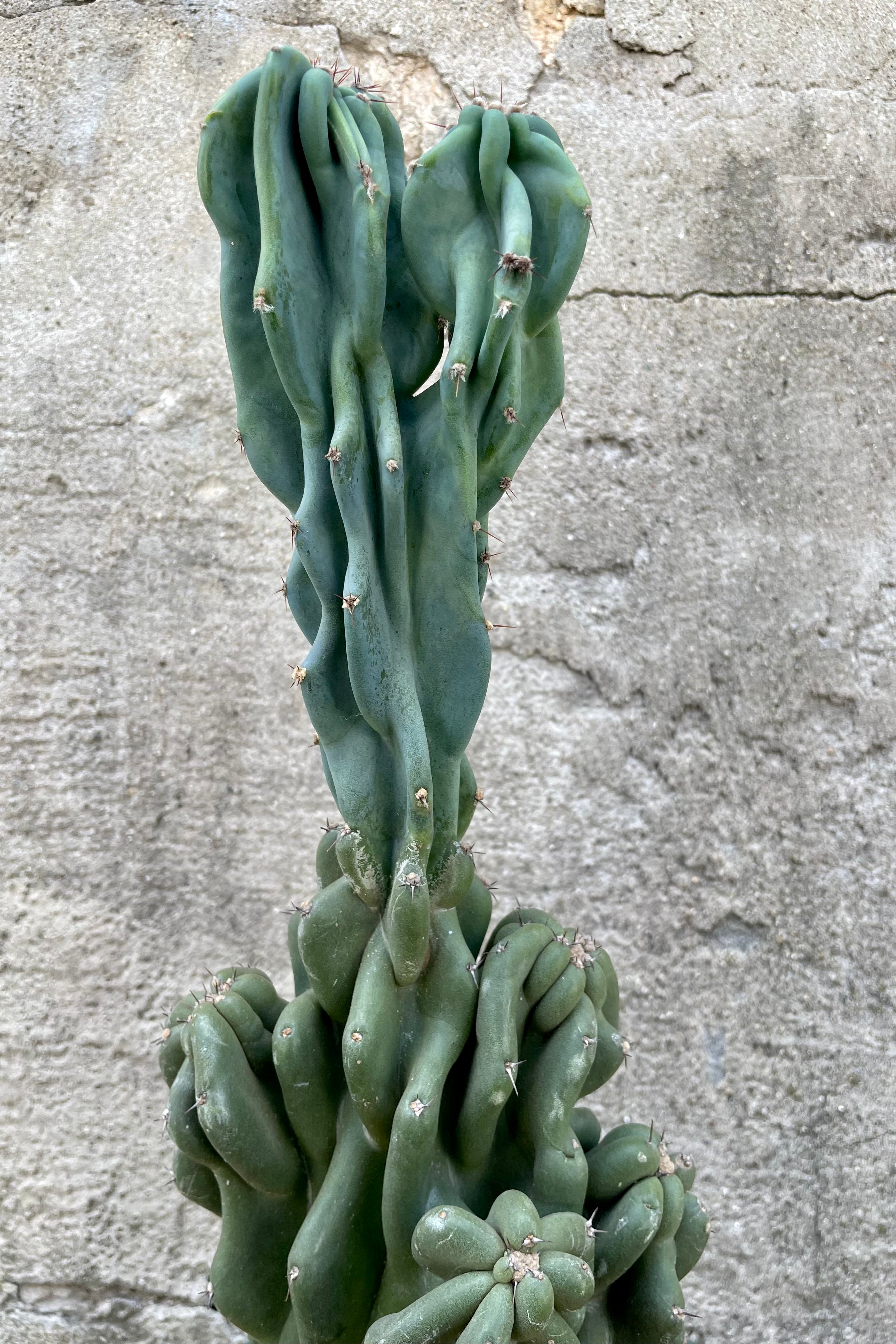 Buy Cereus Peruvianus 'Monstrose' Cactus - 8 Inch Potted Plant for Home & Office Decor | Unique Indoor Succulent for Desert Gardens, Terrariums & Zen Spaces