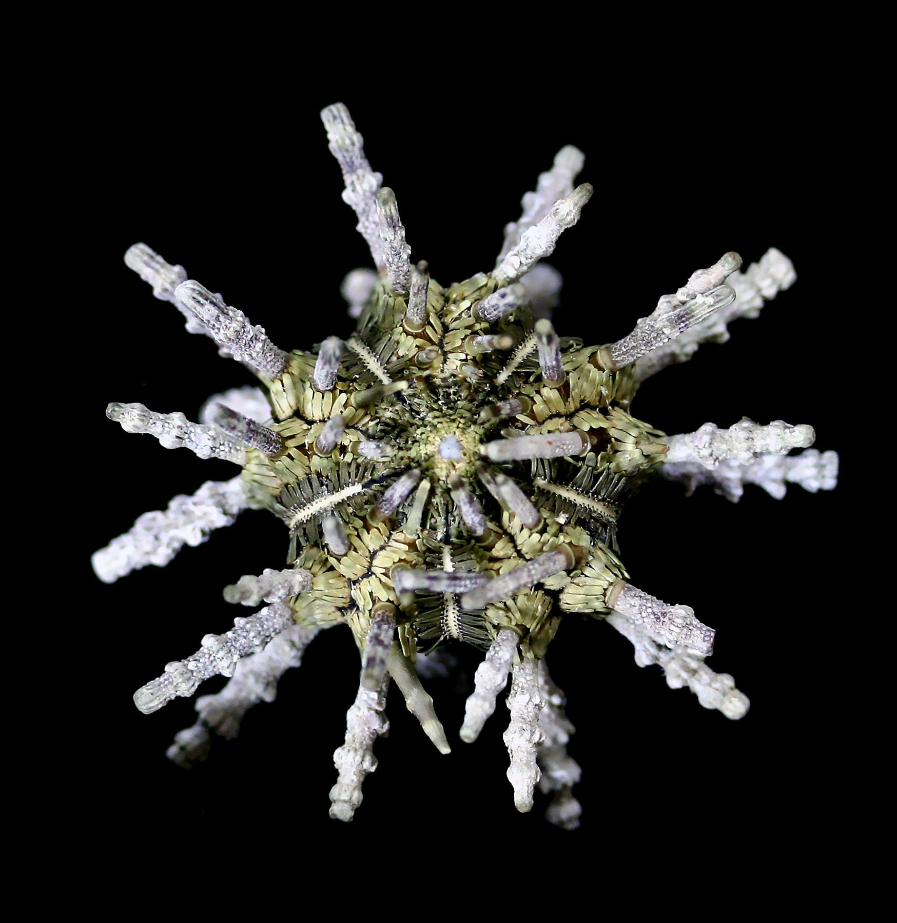 Sputnik Sea Urchin - Unique Home Decor & Ocean-Themed Gift for Beach House, Aquarium & Coastal Living Room Decor
