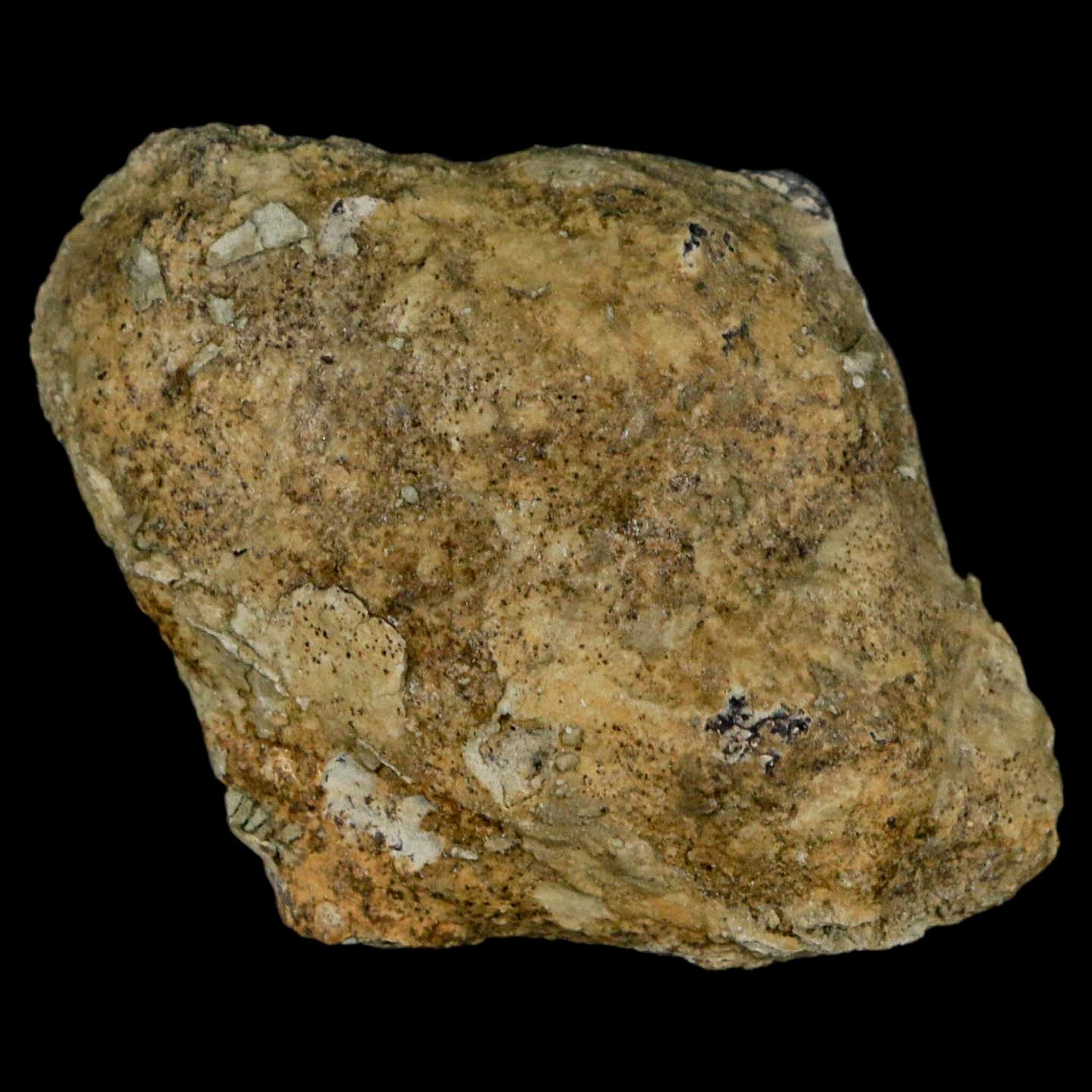 Authentic Stegosaurus Fossil Bone from Morrison Formation Wyoming - Jurassic Dinosaur Fossil with COA - Perfect for Paleontology Collectors & Dinosaur Enthusiasts