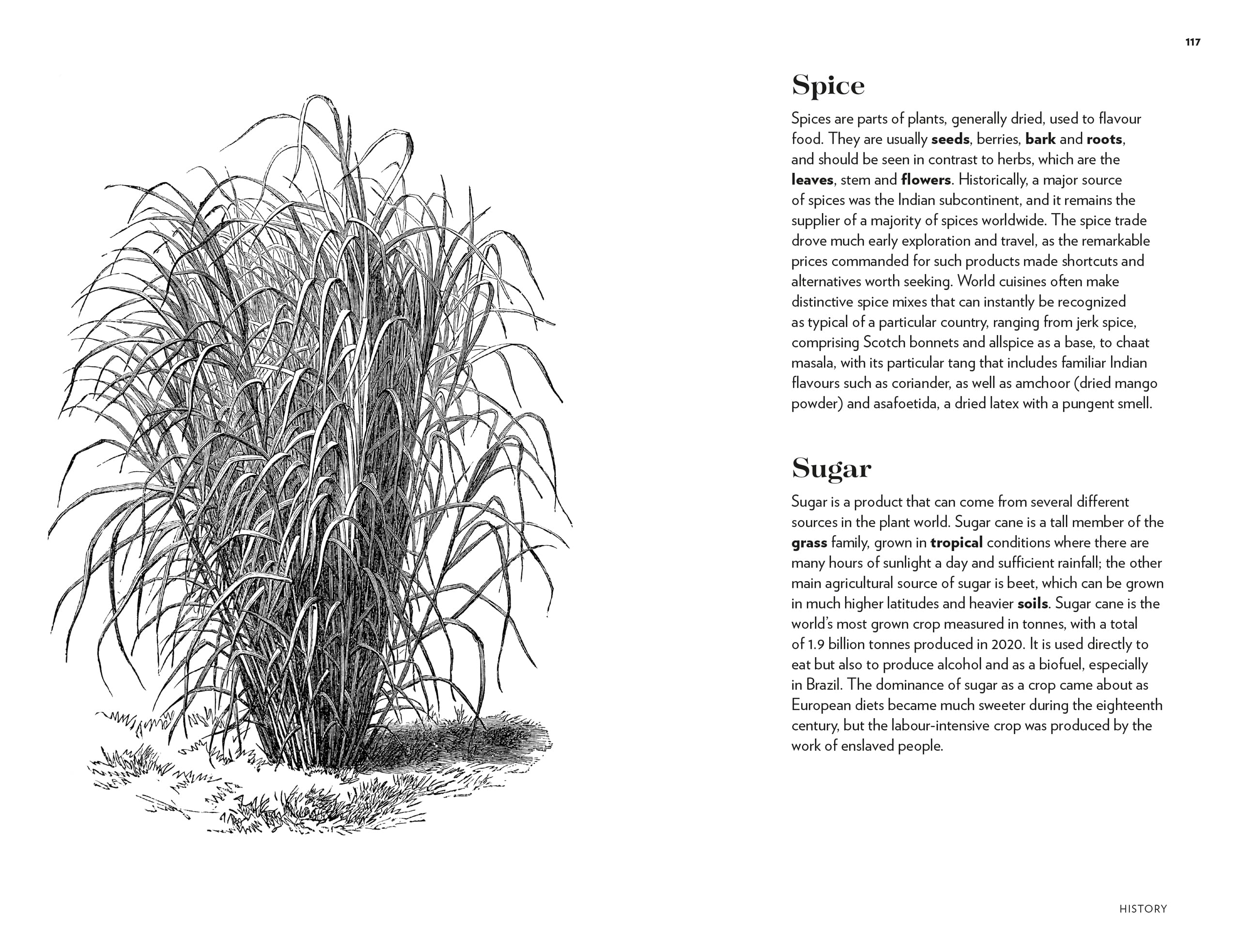 Kew - Plant Words: 250 Unique Botanical Terms for Plant Enthusiasts | Royal Botanic Gardens, Kew | Perfect for Gardeners, Botanists & Nature Lovers