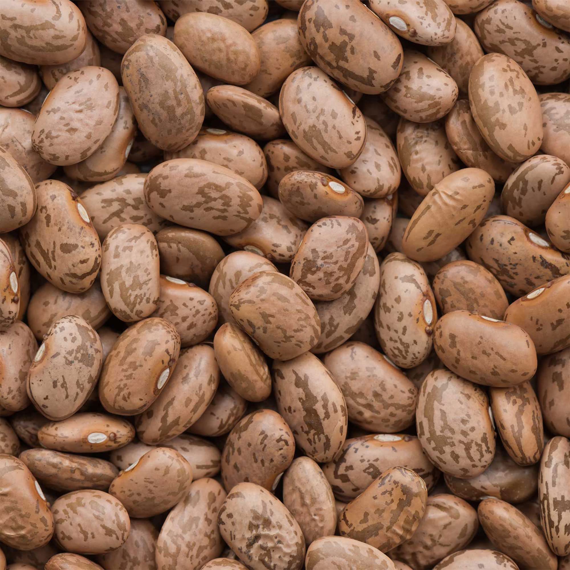 Organic Pinto Beans - 25 Lb Bulk ~30,400 Seeds - Non-GMO, Gluten-Free - Farm & Vegetable Garden Planting - Bulk Emergency Food Storage for Prepping, Cooking, and Mexican Recipes