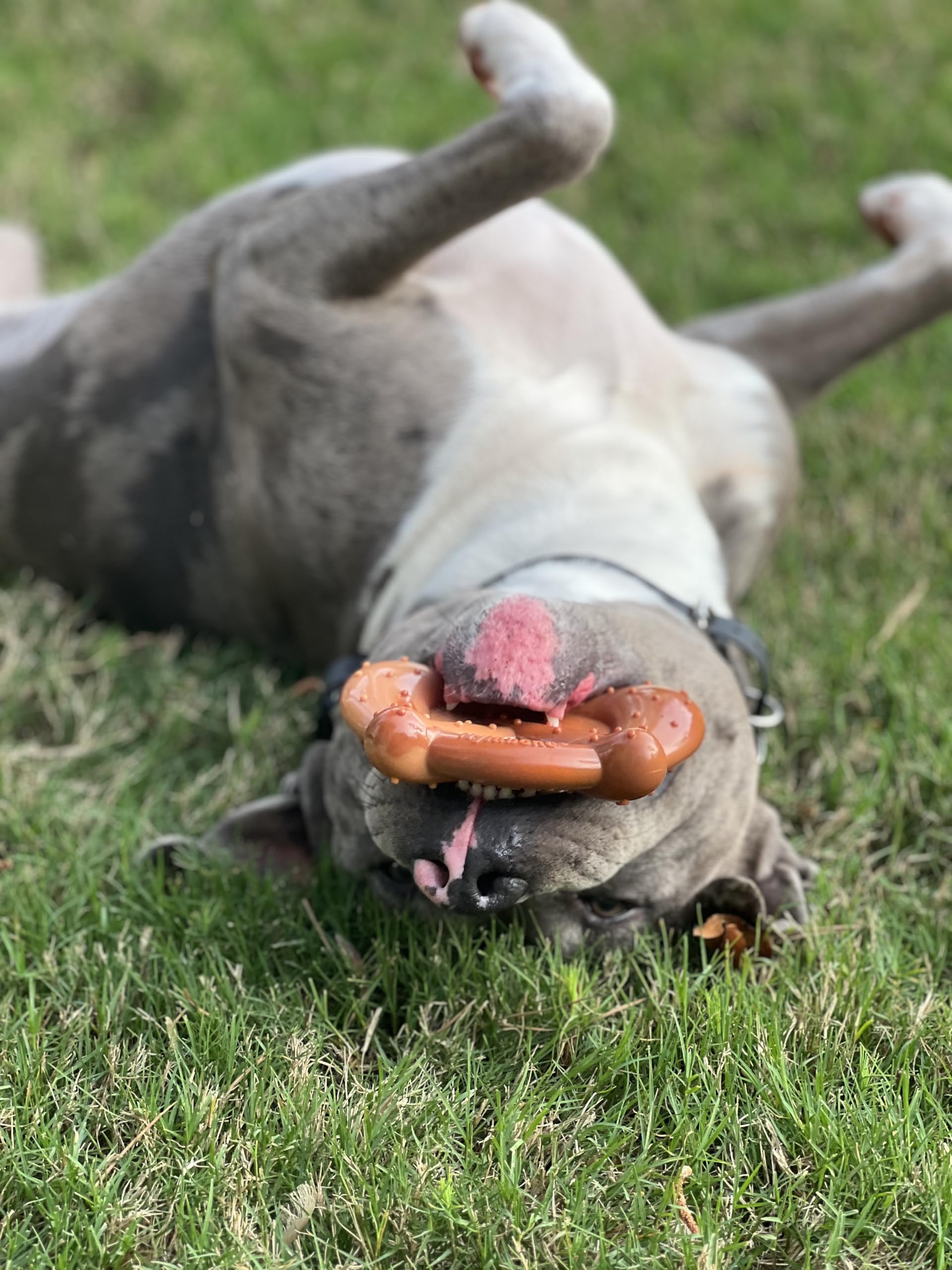 Nylabone Pretzel Power Chew Toy for Large Dogs 50+ lbs - Durable Bacon & Peanut Butter Flavored Dog Bone for Aggressive Chewers - Perfect for Teething, Boredom Relief, and Dental Health (1 Count)