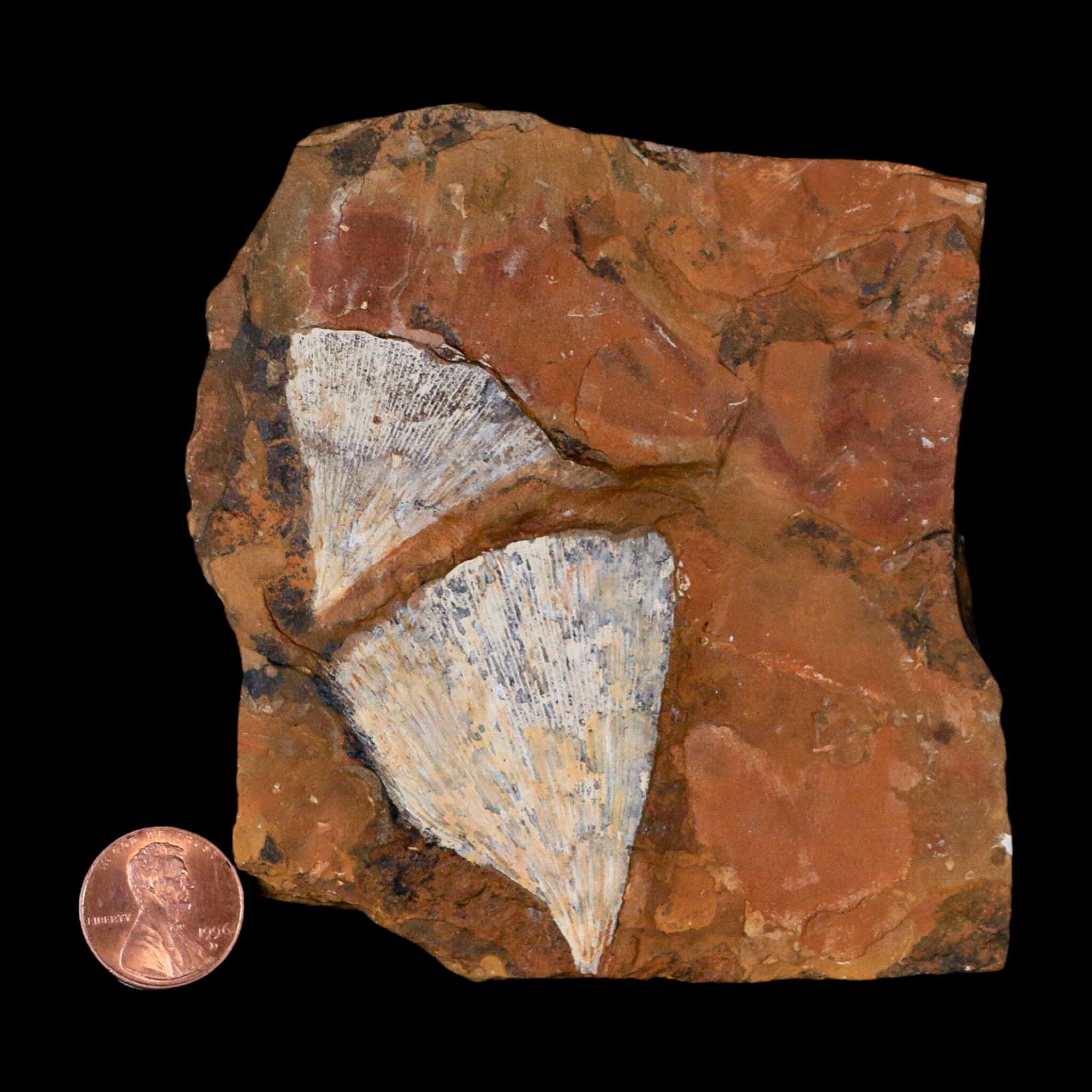 Authentic Ginkgo Cranei Fossil Leaf from Morton County, ND - Paleocene Era Plant Fossil with COA - Perfect for Geology Collectors & Home Decor