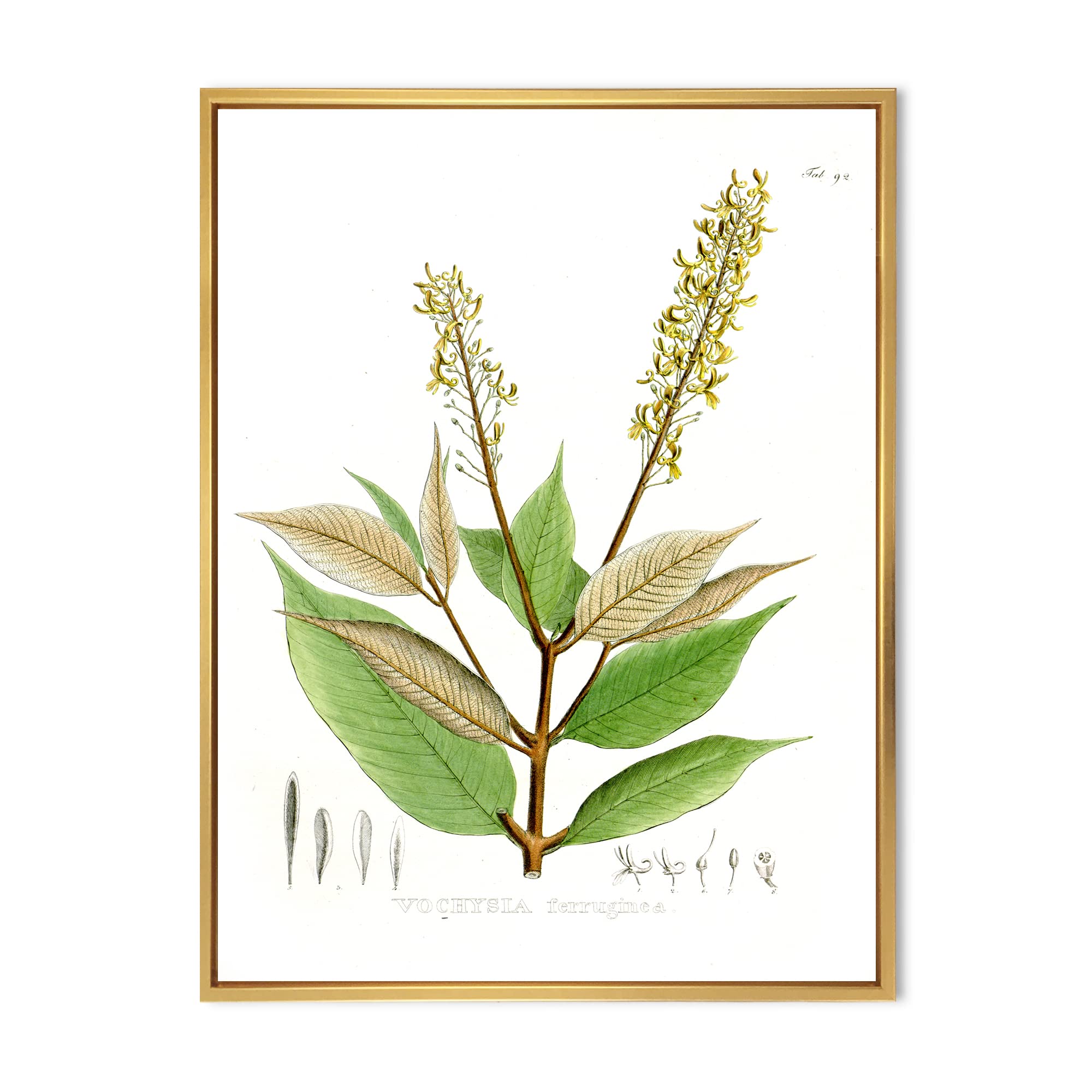 Vintage Brazilian Plant V Framed Canvas Wall Art Print - Traditional Home Decor for Living Room, Bedroom & Office