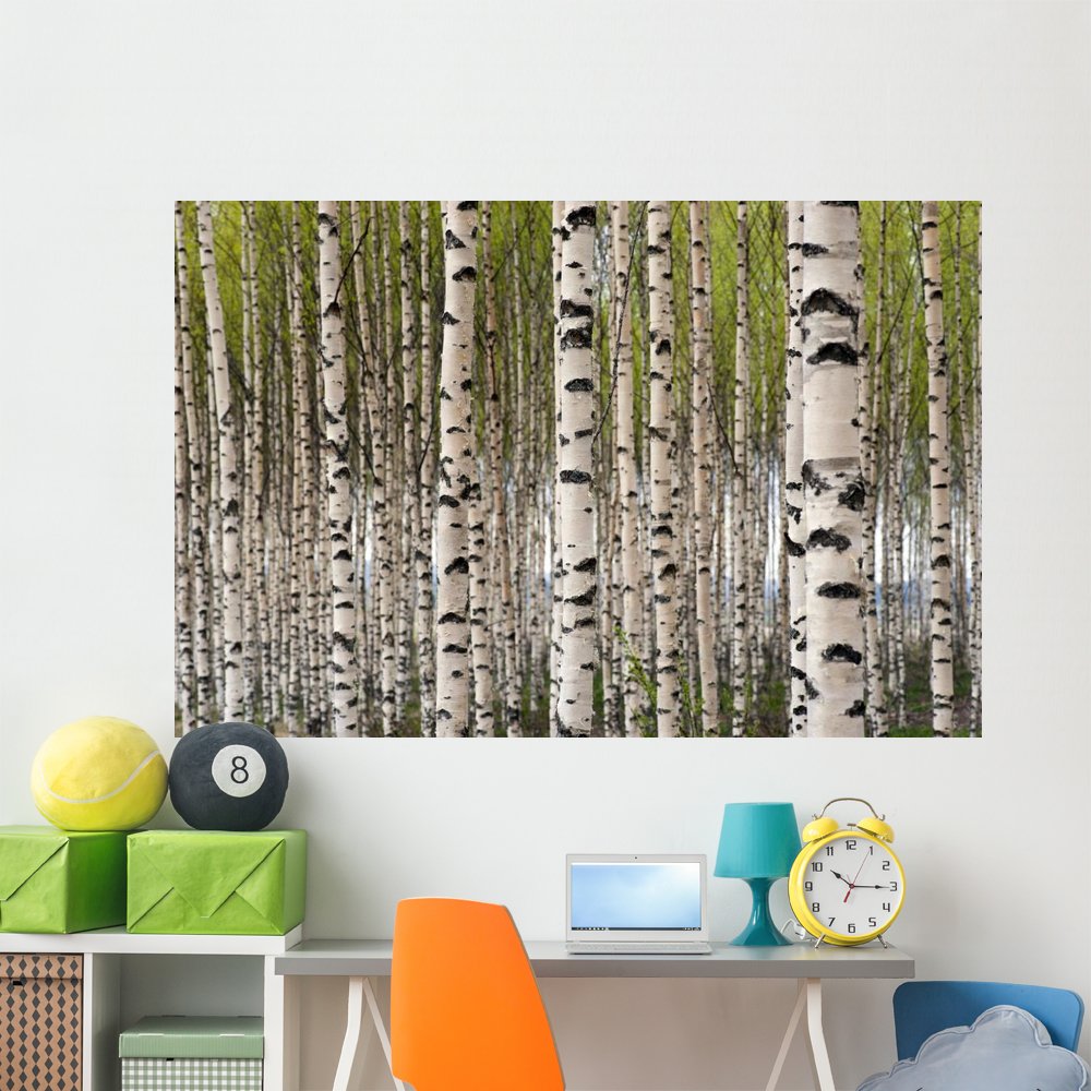Wallmonkeys WM109120 Birch Trees Peel and Stick Wall Decals - 72