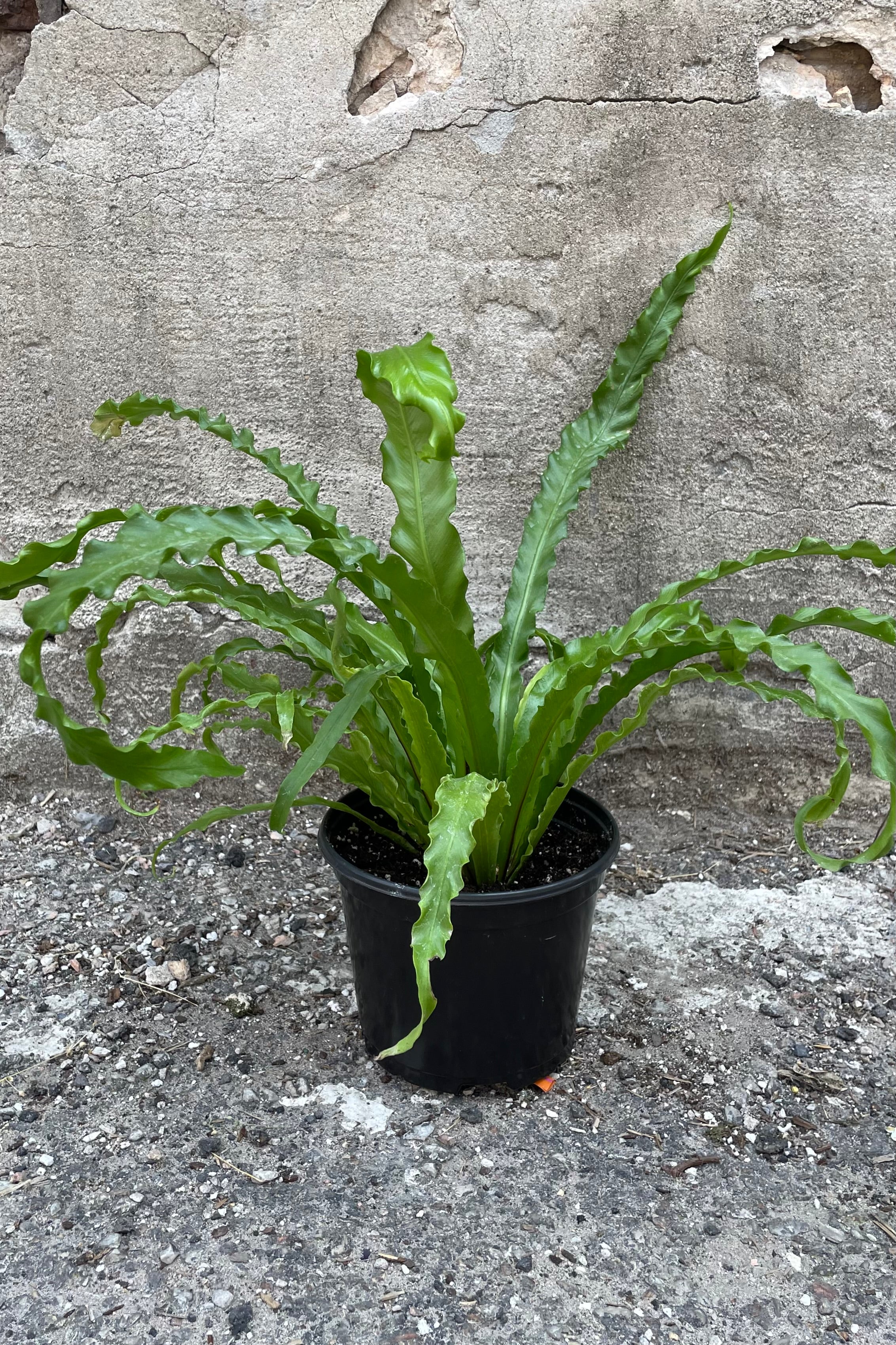Asplenium Antiquum 'Victoria' - 6